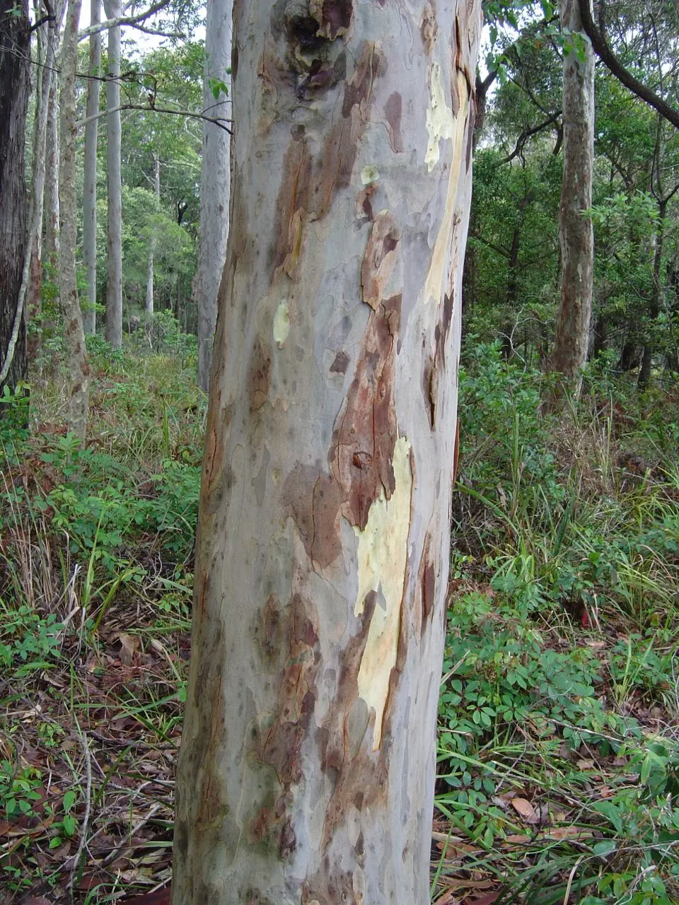 Spotted Gum (Eucalyptus Maculata) — This native Australian species can reach impressive heights of up to 150 feet; recommending a distance of at least 20-30