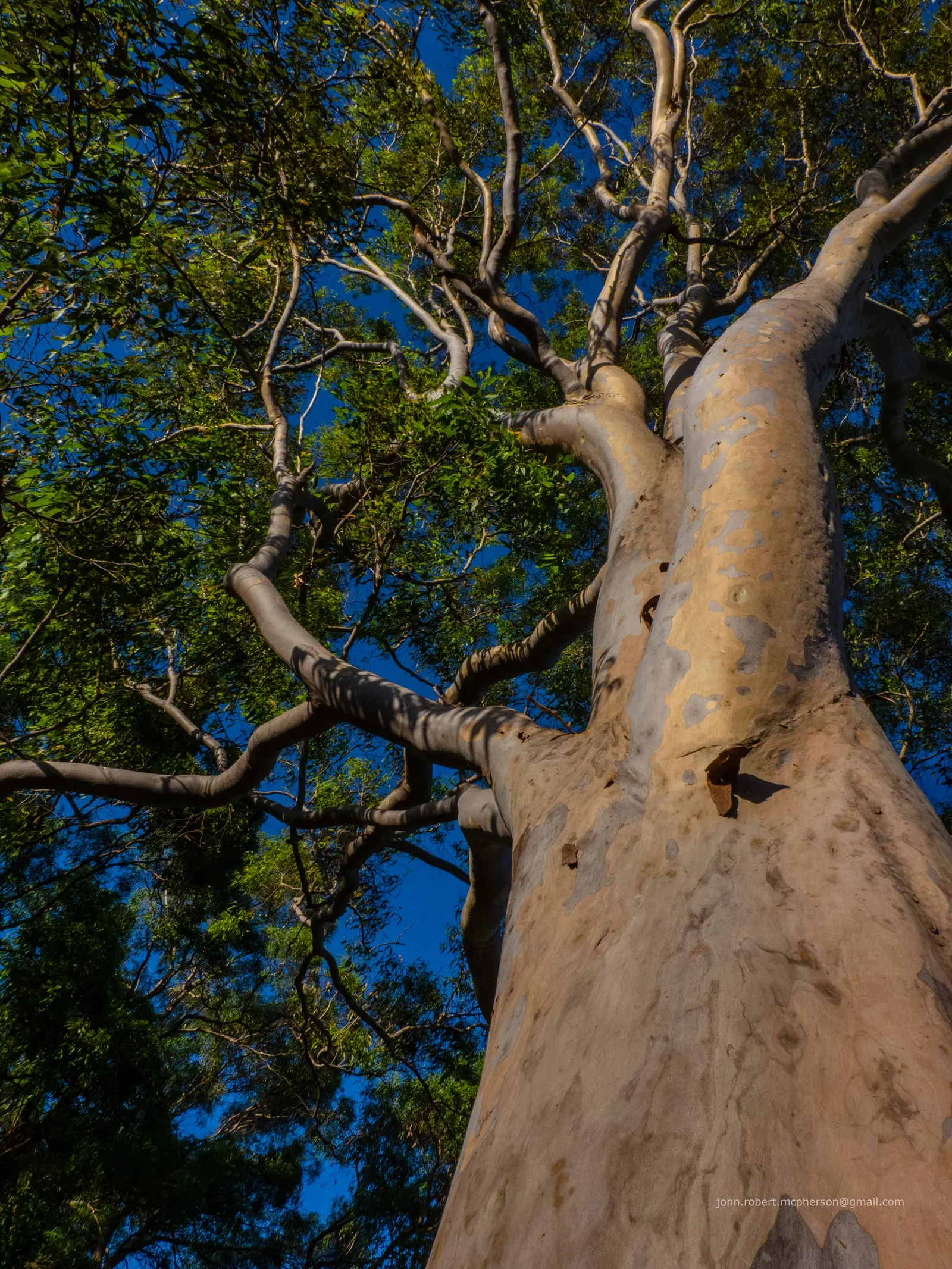 Spotted Gum (Eucalyptus Maculata) — peeling away in patches to reveal a kaleidoscope of gray
