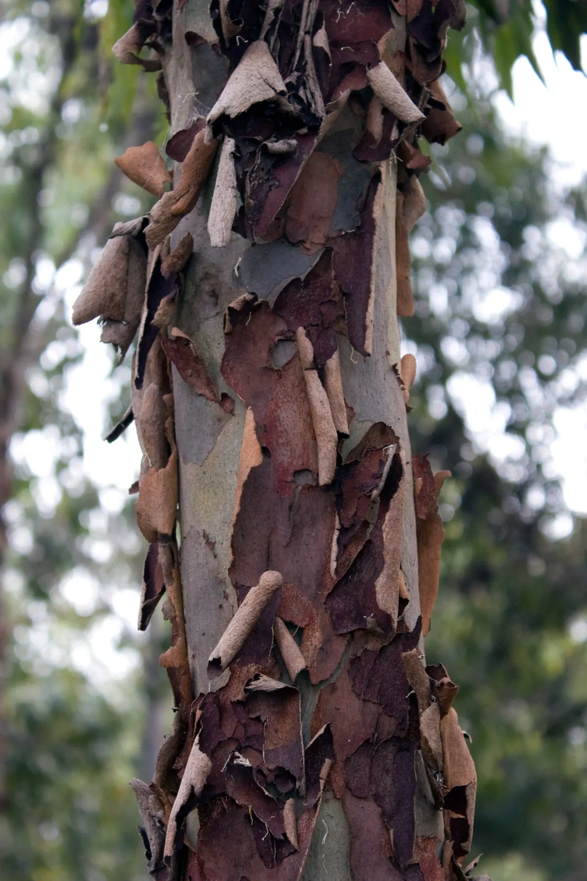 Spotted Gum (Eucalyptus Maculata) — Drought-tolerant and adaptable; growing up to 147 feet, it features an upright, spreading habit