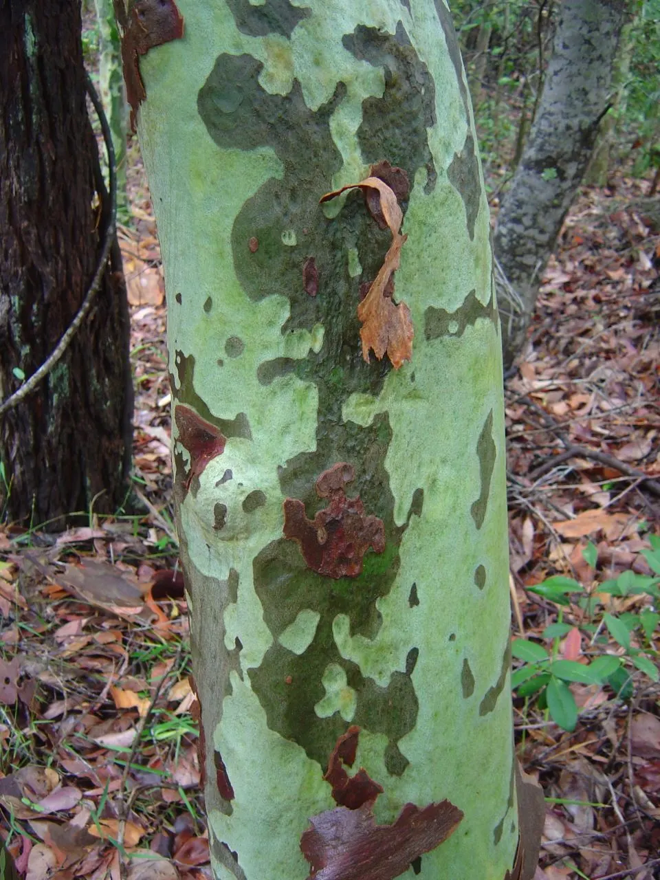 Spotted Gum (Eucalyptus Maculata) — making it an exquisite choice for landscape designs seeking vertical interest and a touch of elegance; white flowers that