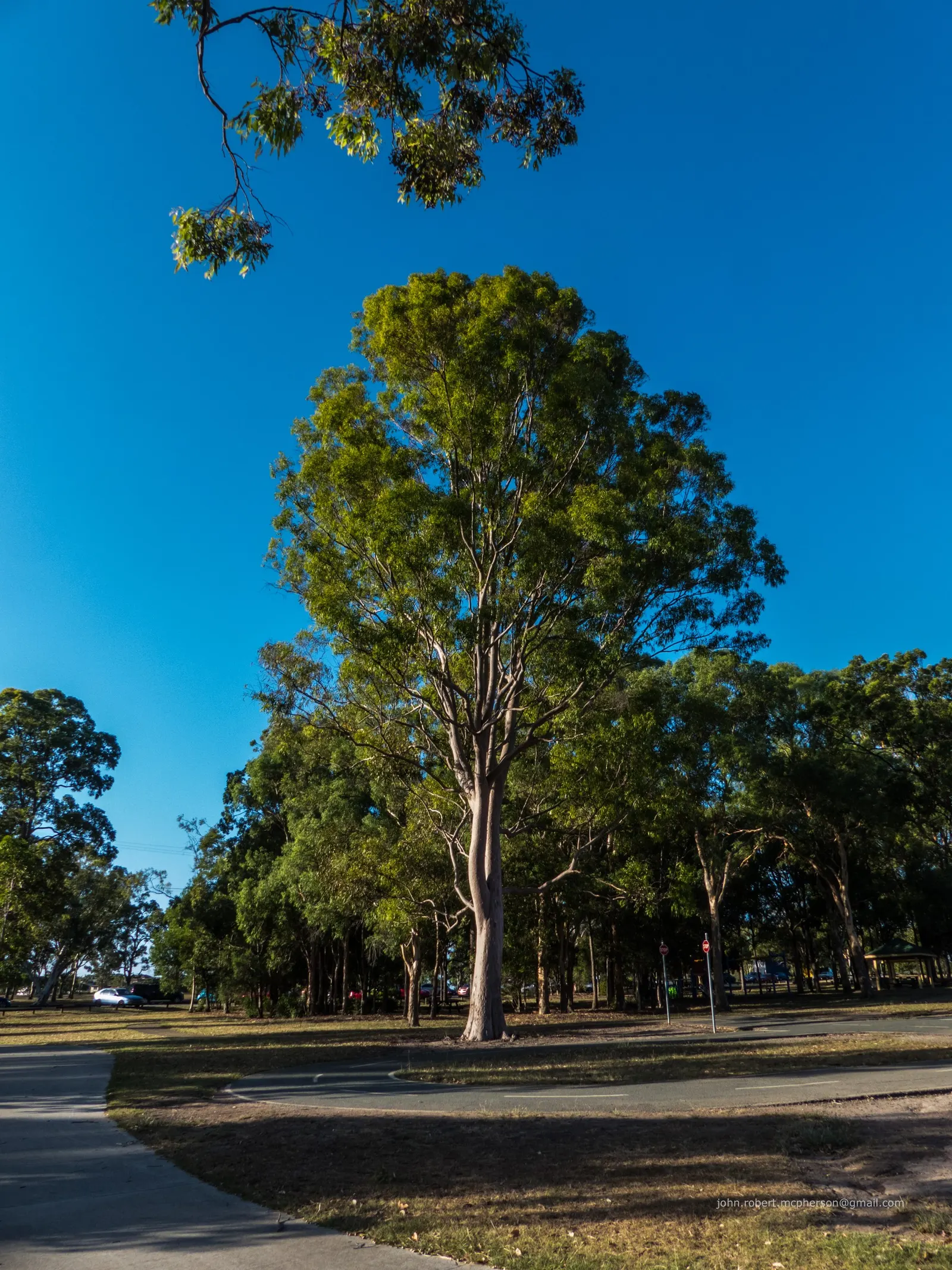 Spotted Gum (Eucalyptus Maculata) — perfect for adding height and texture in large-scale landscapes