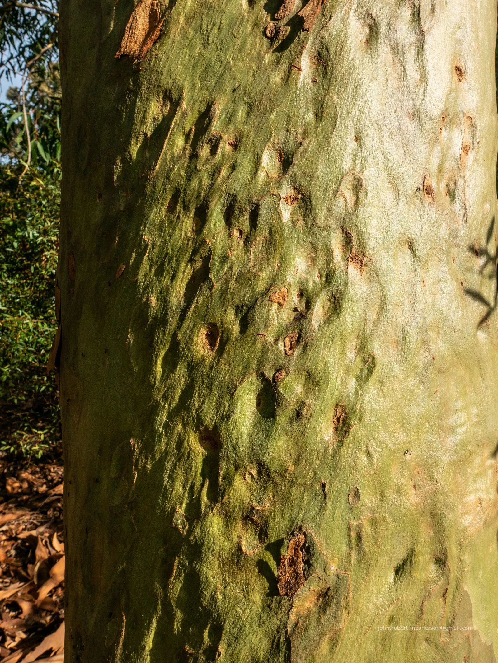 Spotted Gum (Eucalyptus Maculata) — this eucalyptus thrives in well-drained soils and full sun