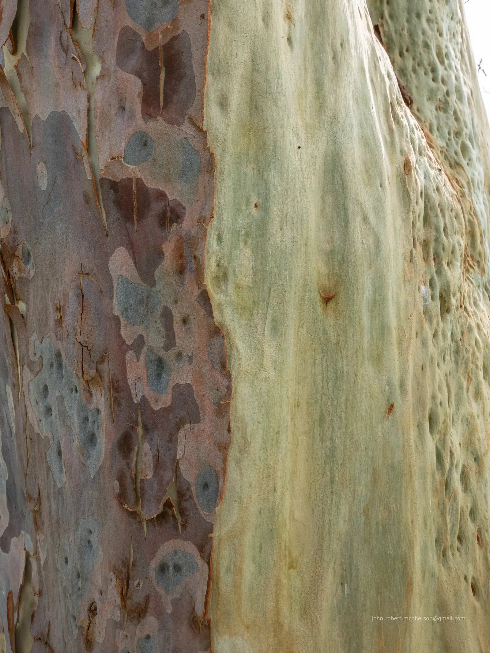 Spotted Gum (Eucalyptus Maculata) — with a canopy spreading nearly 40-45 feet across