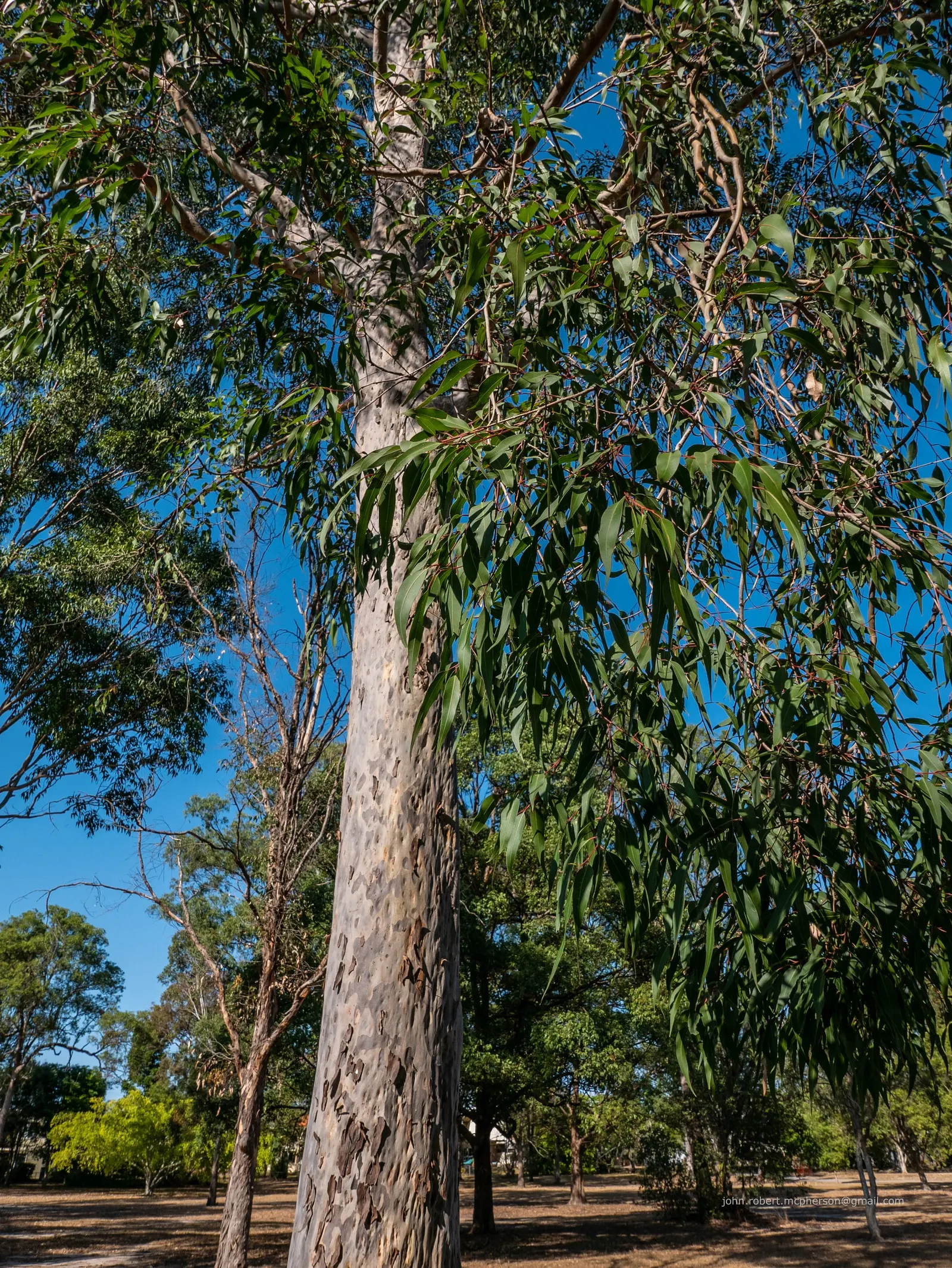 Spotted Gum (Eucalyptus Maculata) — thus playing a crucial role in biodiversity