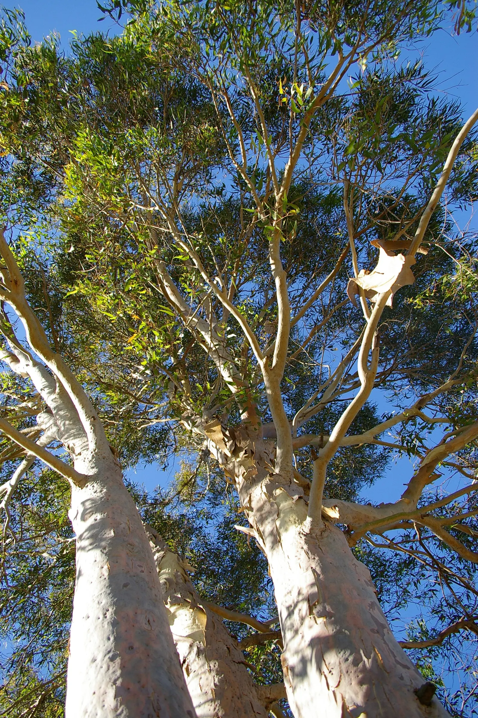 Spotted Gum (Eucalyptus Maculata) — making it an exquisite choice for landscape designs seeking vertical interest and a touch of elegance