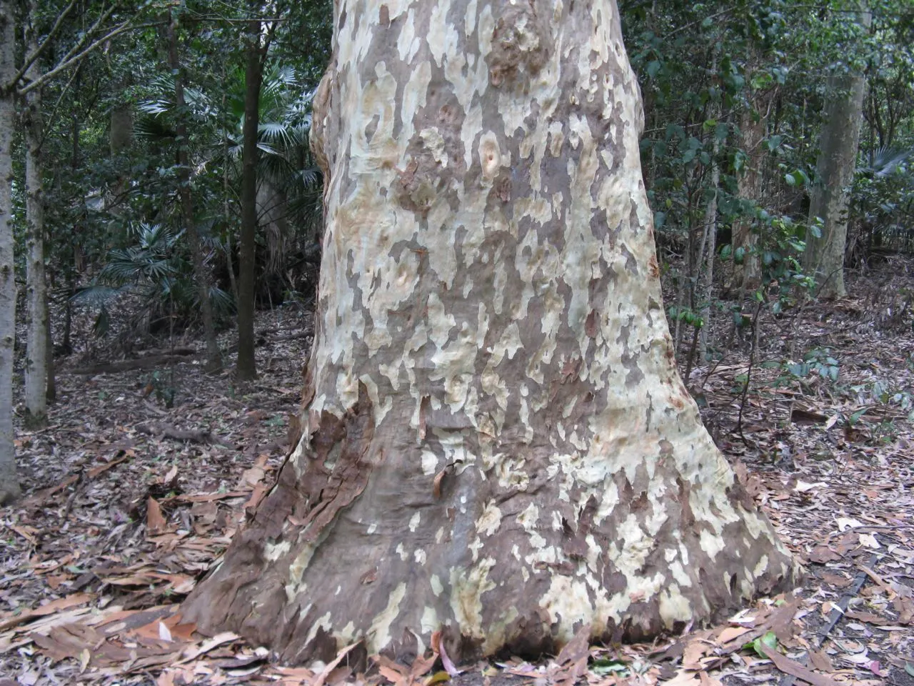 Spotted Gum (Eucalyptus Maculata) — Growing up to 147 feet, it features an upright, spreading habit; thus playing a crucial role in biodiversity