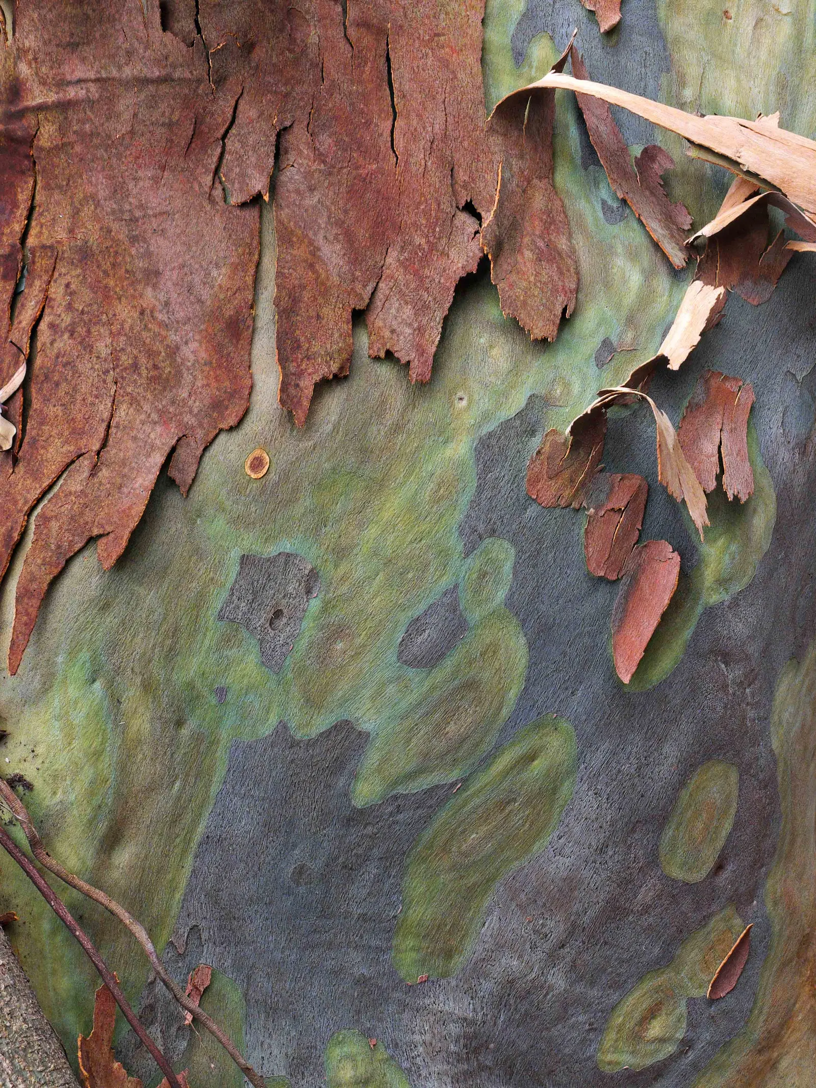 Spotted Gum (Eucalyptus Maculata) — providing ample shade and a formidable presence.<br><br>The bark of the Spotted Gum is a distinctive feature, image 43