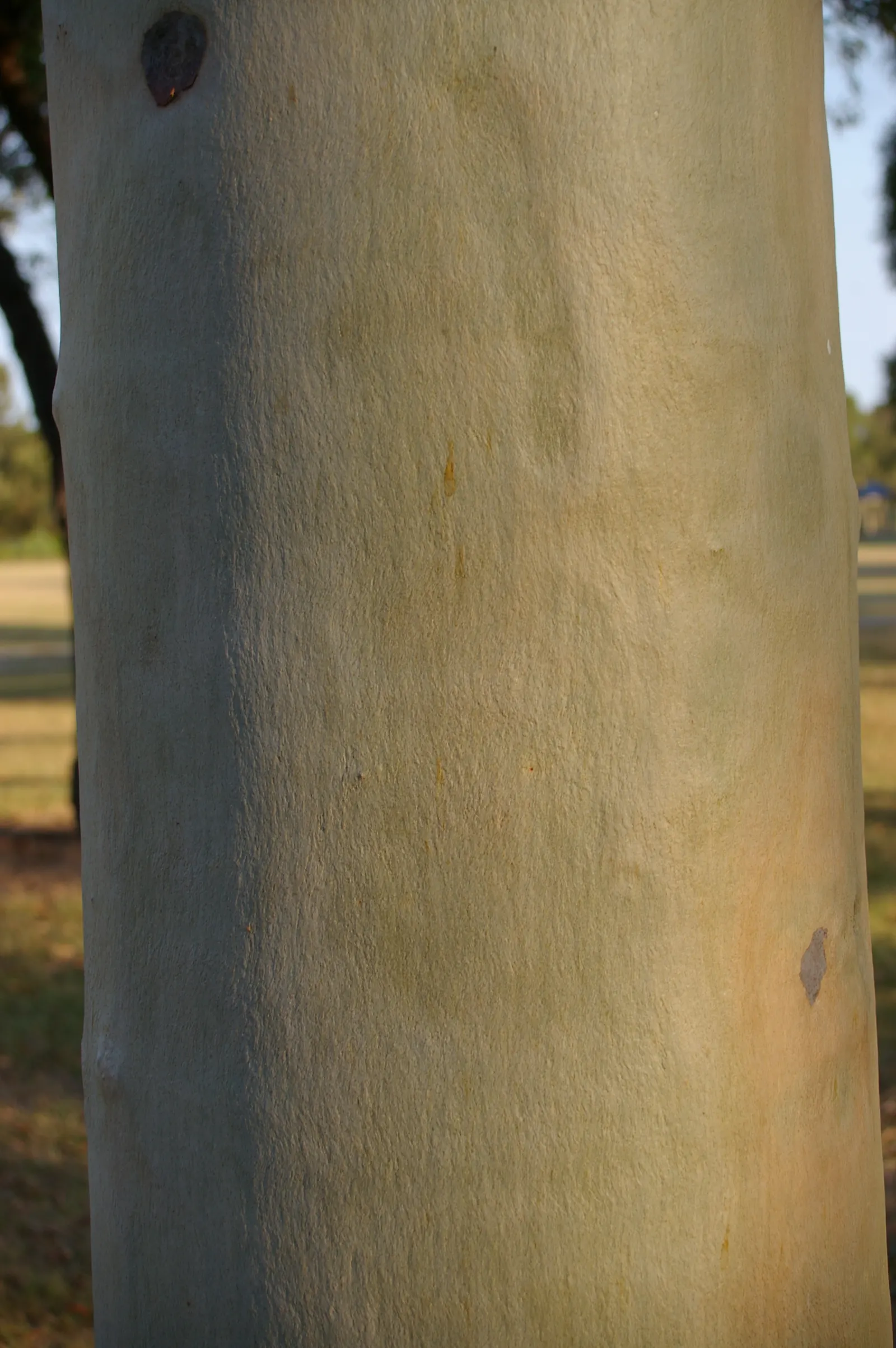 Spotted Gum (Eucalyptus Maculata) — providing ample shade and a formidable presence.<br><br>The bark of the Spotted Gum is a distinctive feature