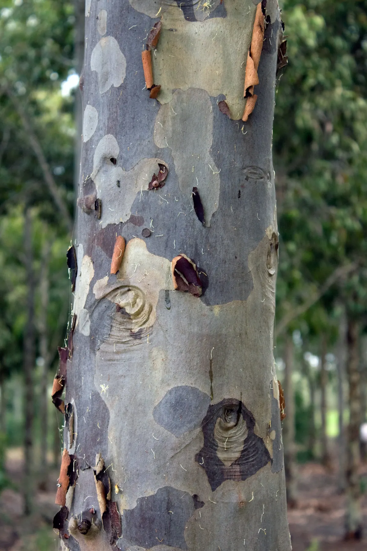 Spotted Gum (Eucalyptus Maculata) — perfect for adding height and texture in large-scale landscapes; attracting a variety of local wildlife and beneficial