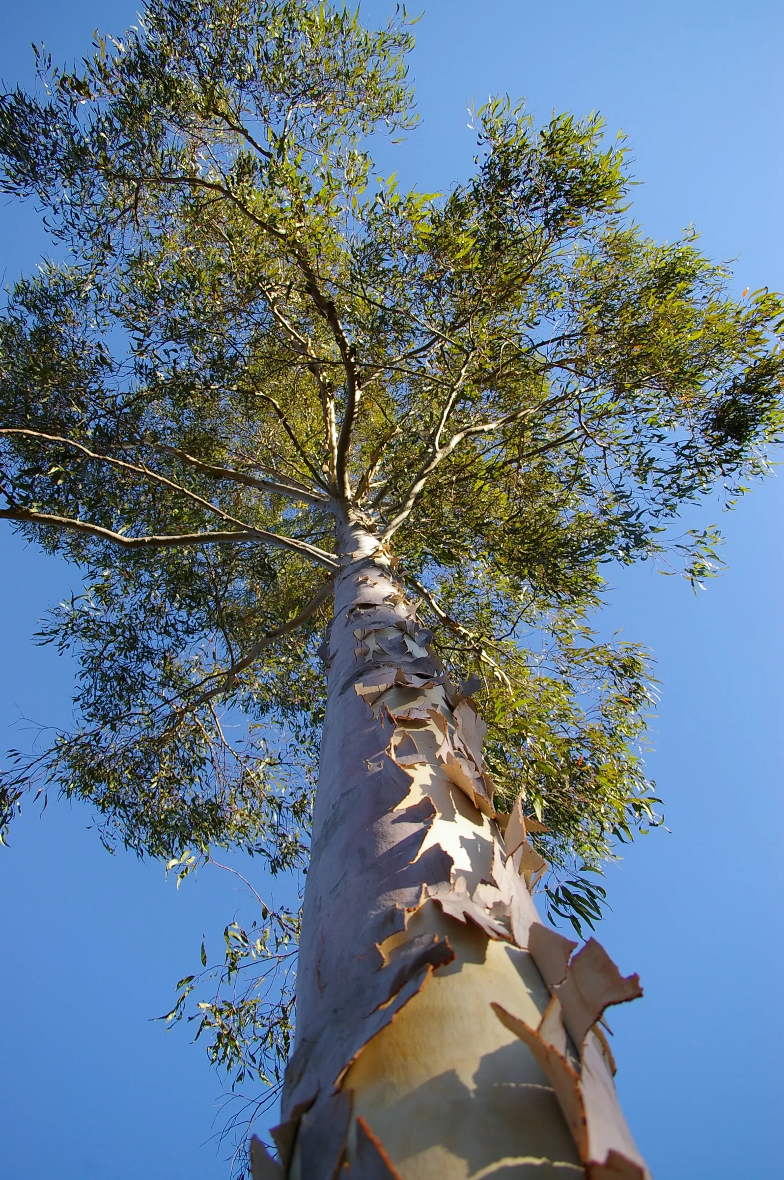Spotted Gum (Eucalyptus Maculata) — scientifically known as Eucalyptus maculata
