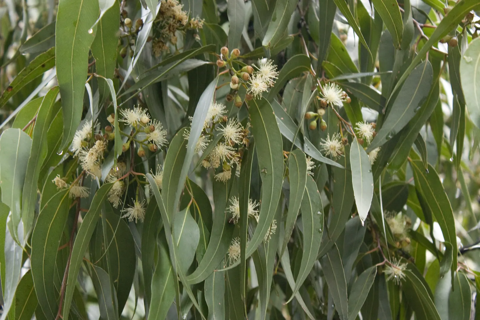 Spotted Gum (Eucalyptus Maculata) — Drought-tolerant and adaptable