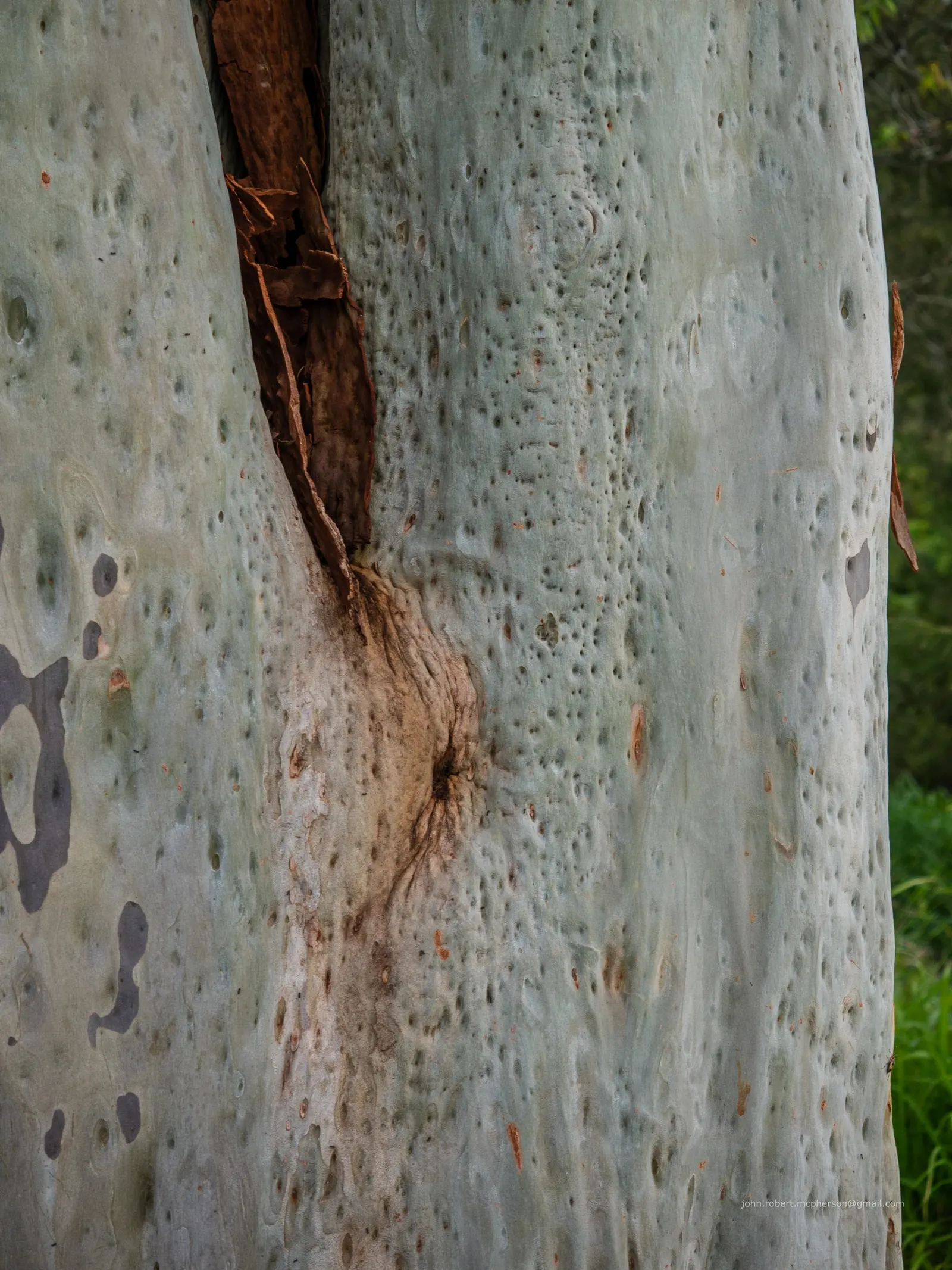 Spotted Gum (Eucalyptus Maculata) — is a striking and robust evergreen tree admired for its smooth