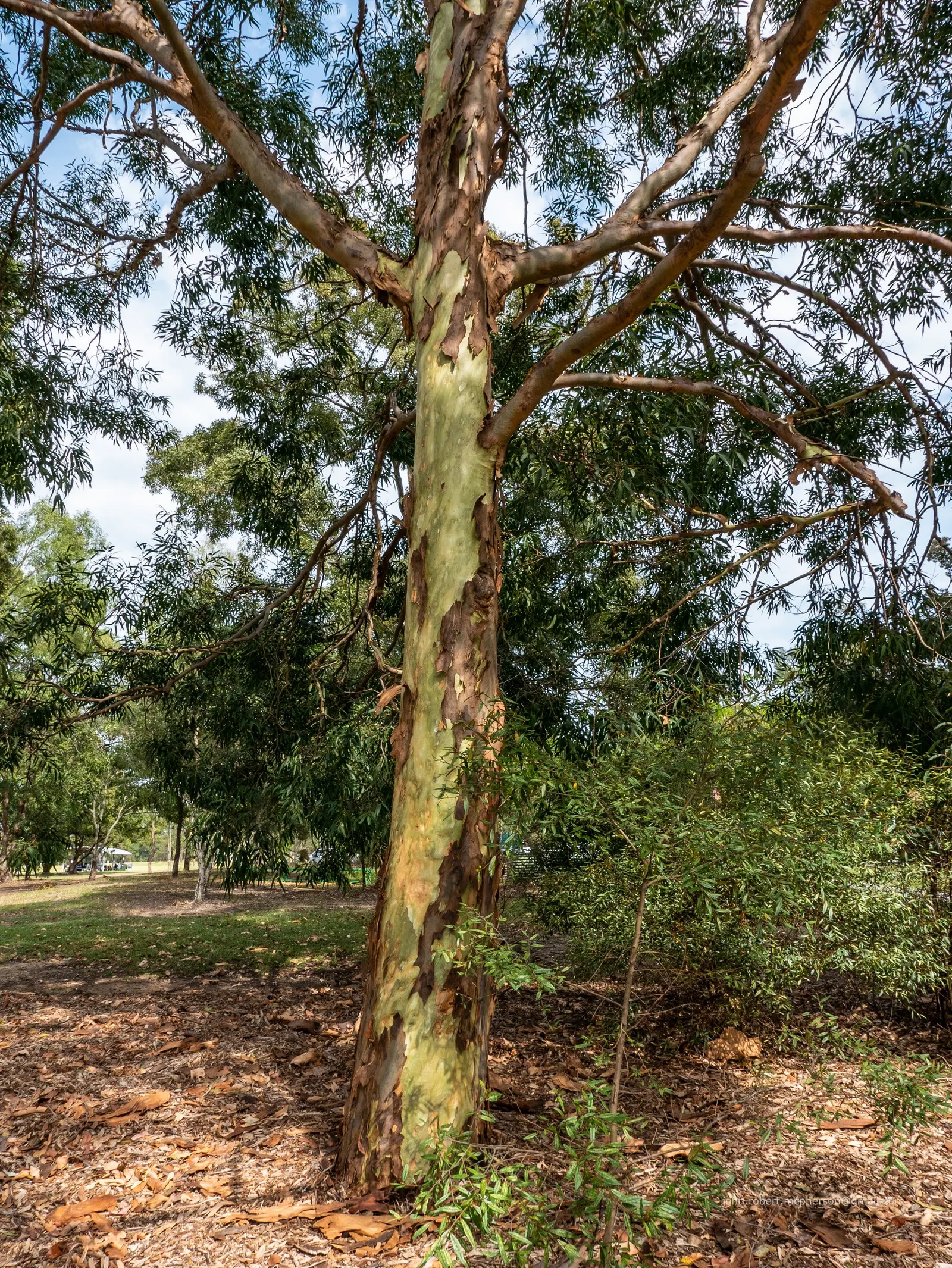 Spotted Gum (Eucalyptus Maculata) — with a canopy spreading nearly 40-45 feet across; spotted Gum (Eucalyptus maculata) is an imposing evergreen tree native to