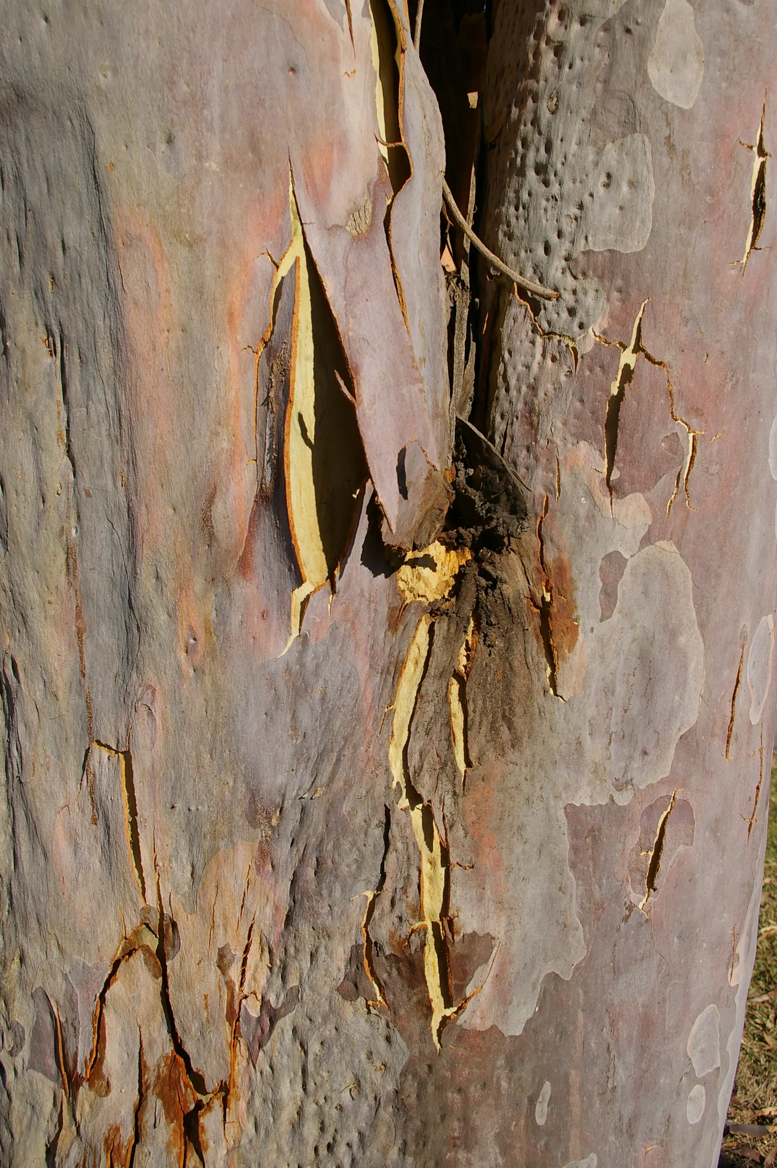 Spotted Gum (Eucalyptus Maculata) — adding to the sensory experience of the garden.<br><br>When planning the landscape
