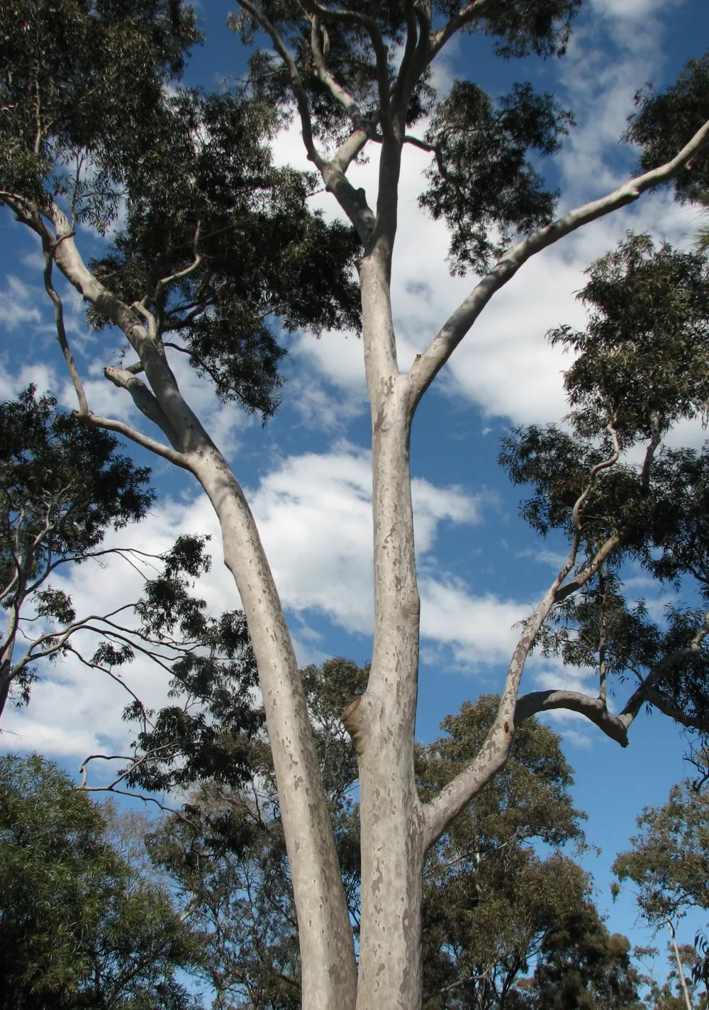 Spotted Gum (Eucalyptus Maculata) — consider the Spotted Gum's potential size and growth rate