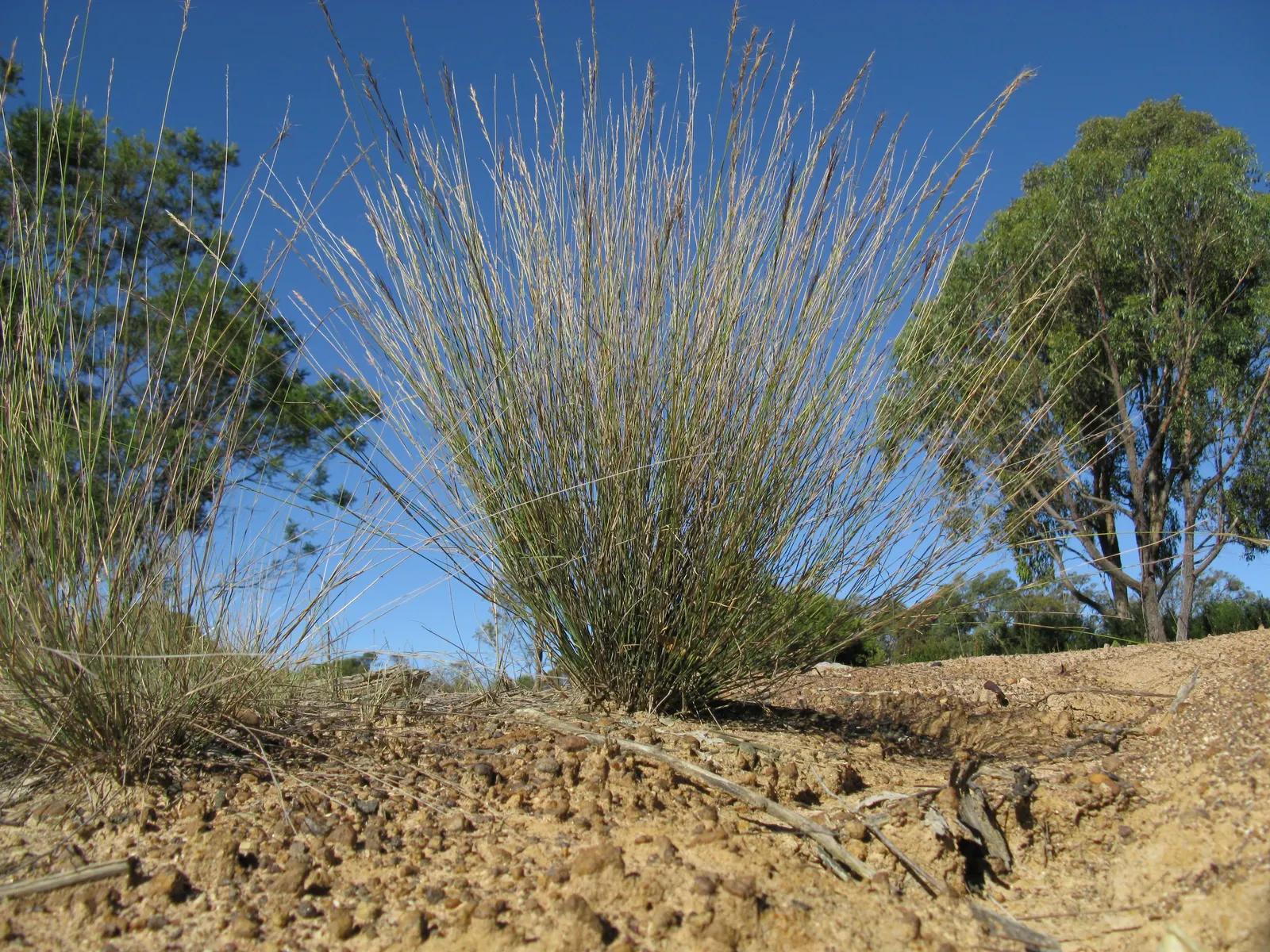 Spotted Gum (Eucalyptus Maculata) — This tree thrives in well-drained soil and is tolerant of drought