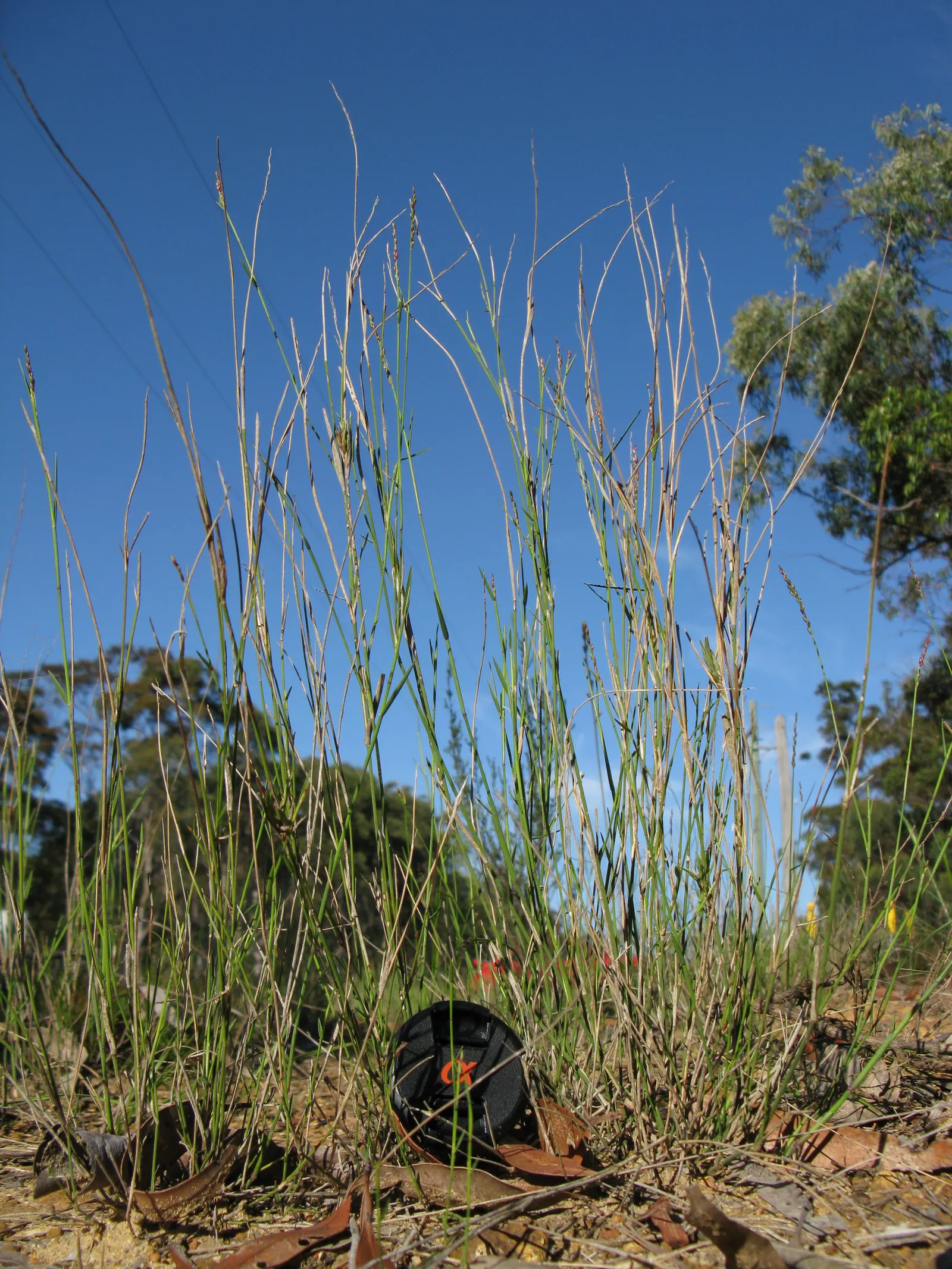 Spotted Gum (Eucalyptus Maculata) — Its lance-shaped leaves and white flowers add to its allure