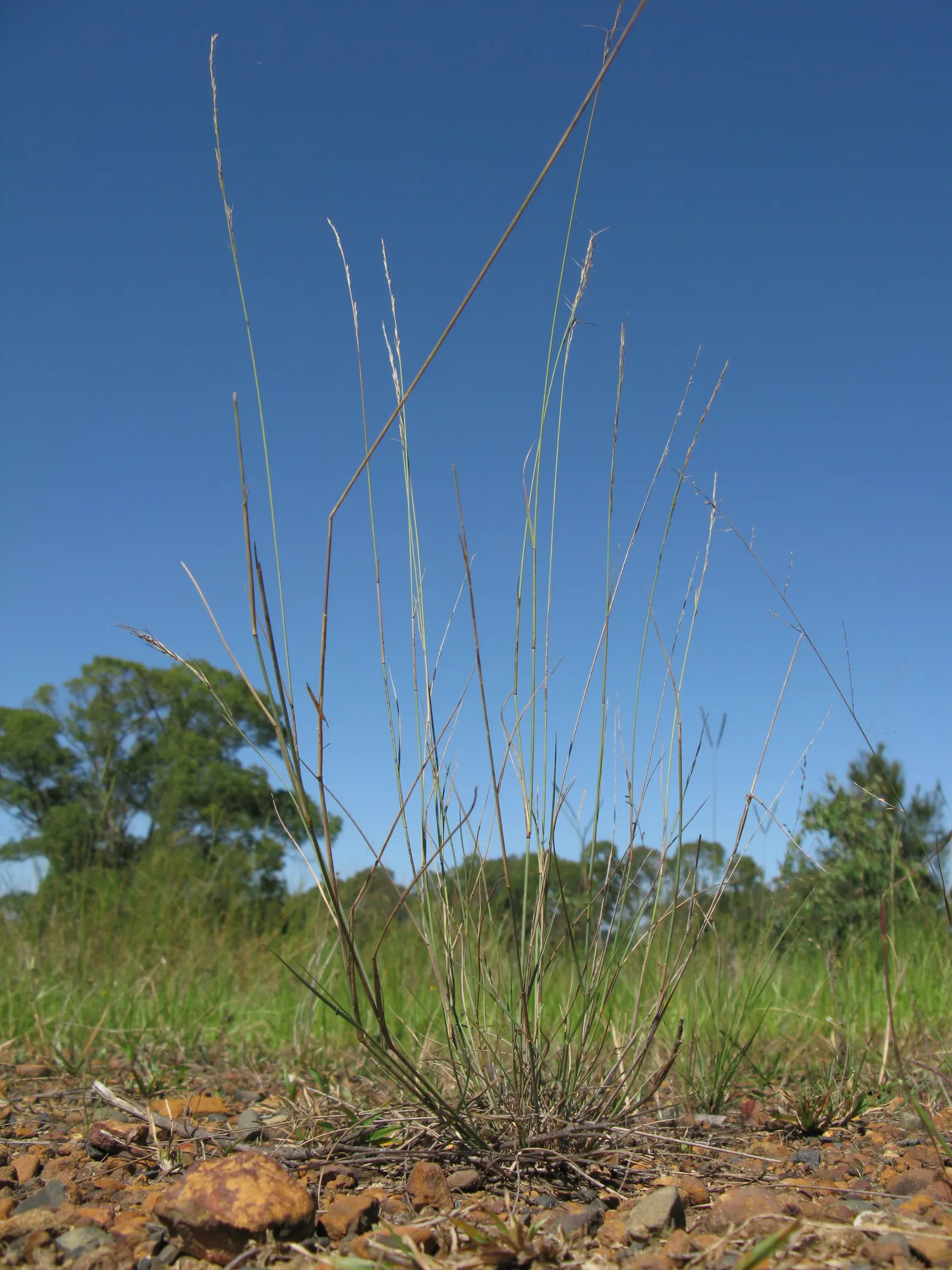 Spotted Gum (Eucalyptus Maculata) — making it a low-maintenance option once established