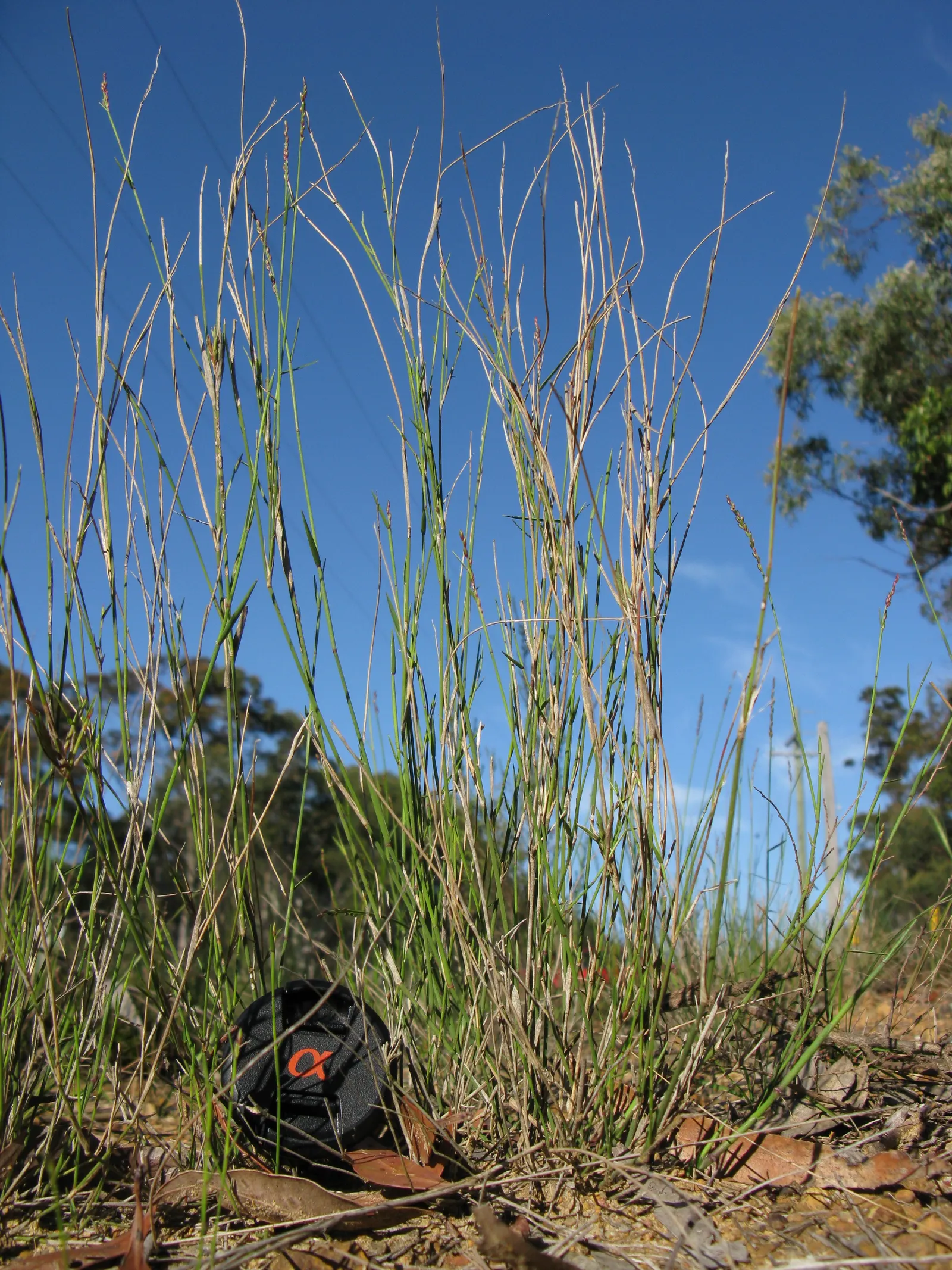 Spotted Gum (Eucalyptus Maculata) — Growing up to 147 feet, it features an upright, spreading habit