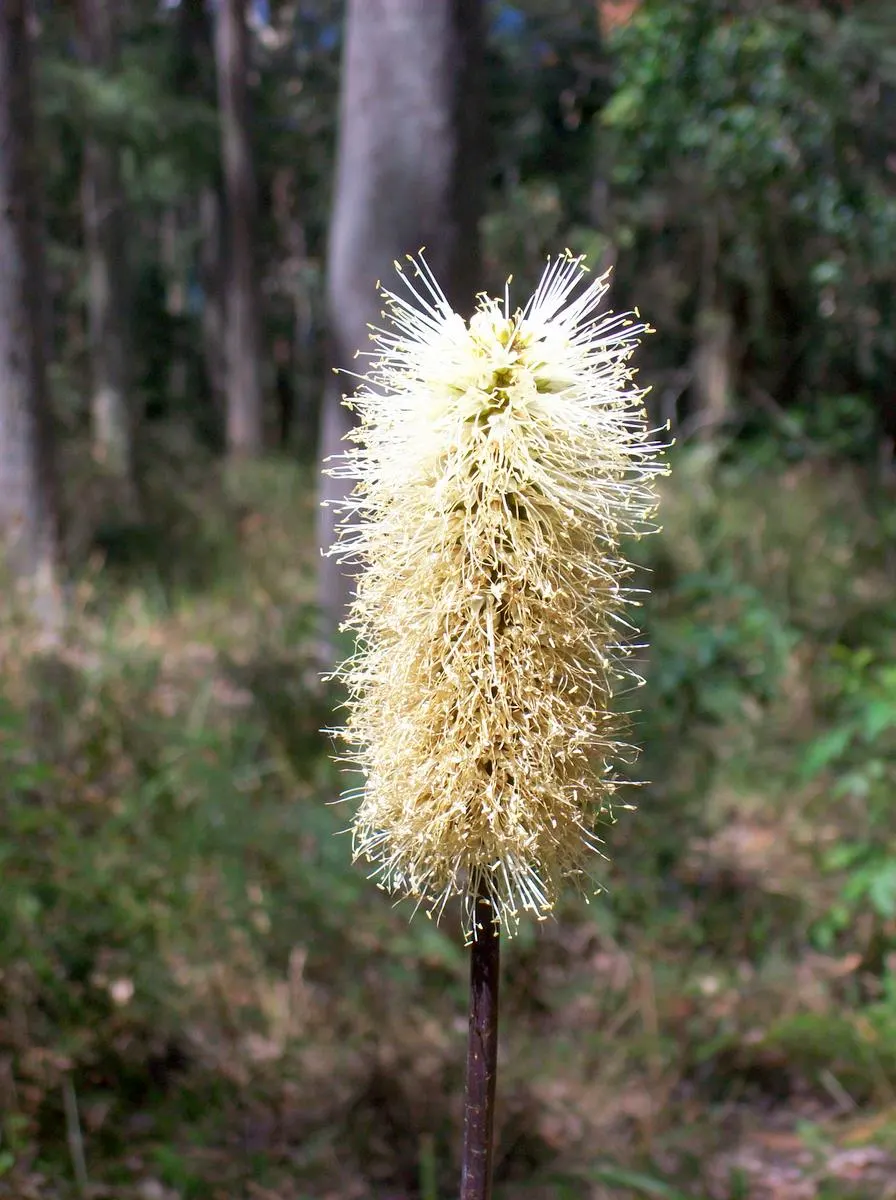 Spotted Gum (Eucalyptus Maculata) — renowned for its beautiful