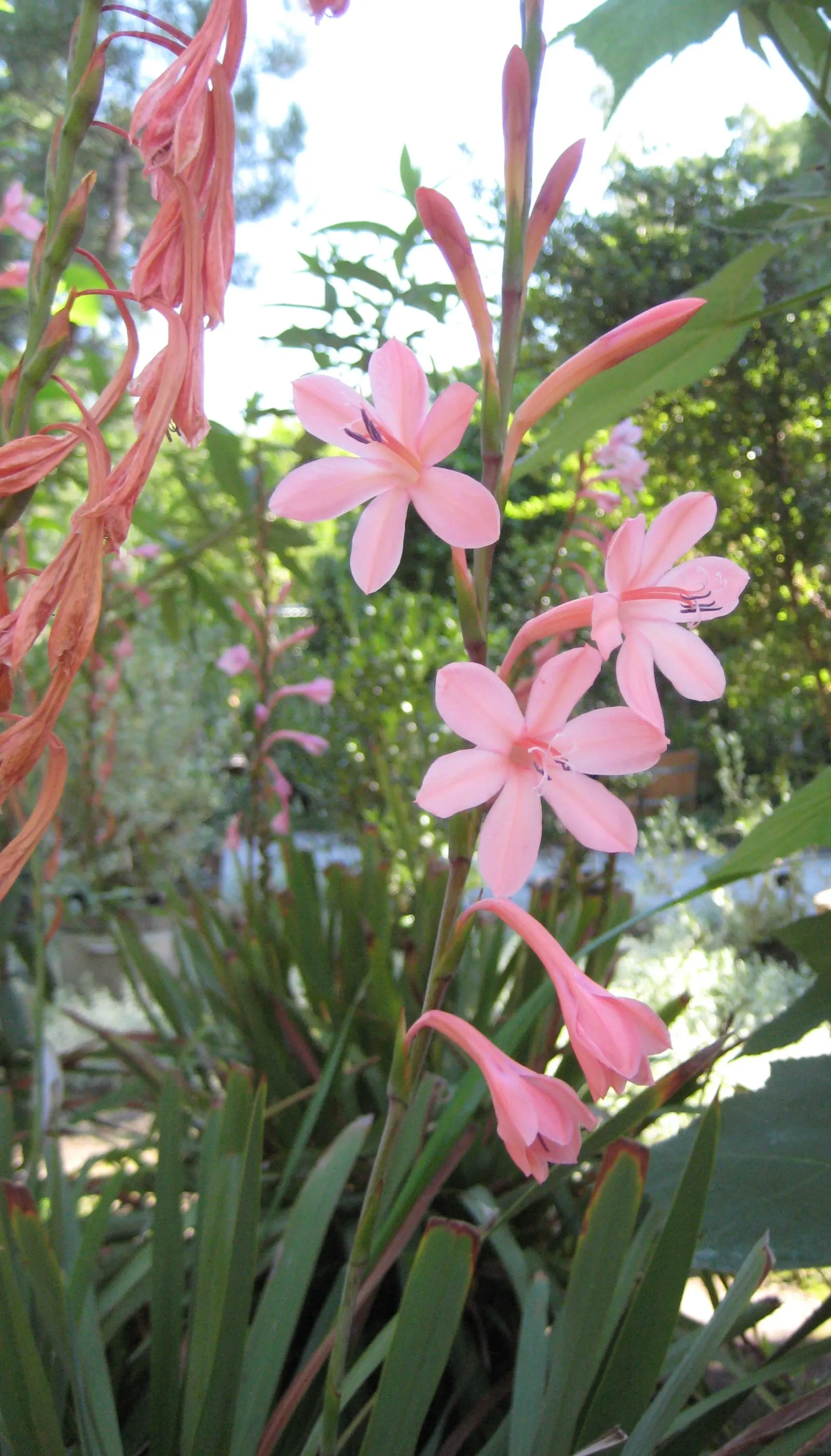 Pink Watsonia (Watsonia Strains Pink) — This perennial thrives in USDA zones 8-10, preferring full sun to partial shade