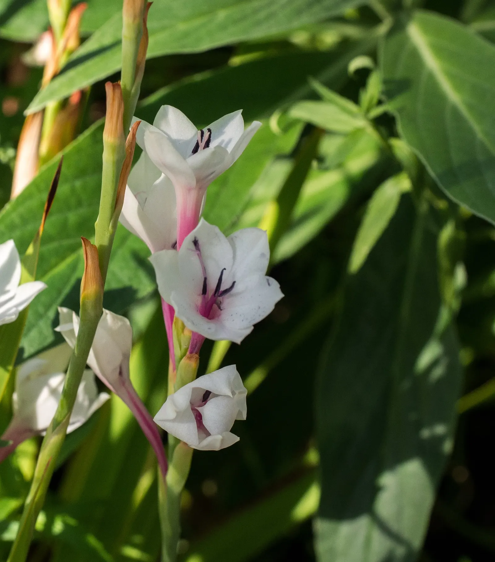 Pink Watsonia (Watsonia Strains Pink) — or Watsonia borbonica 'Pink'