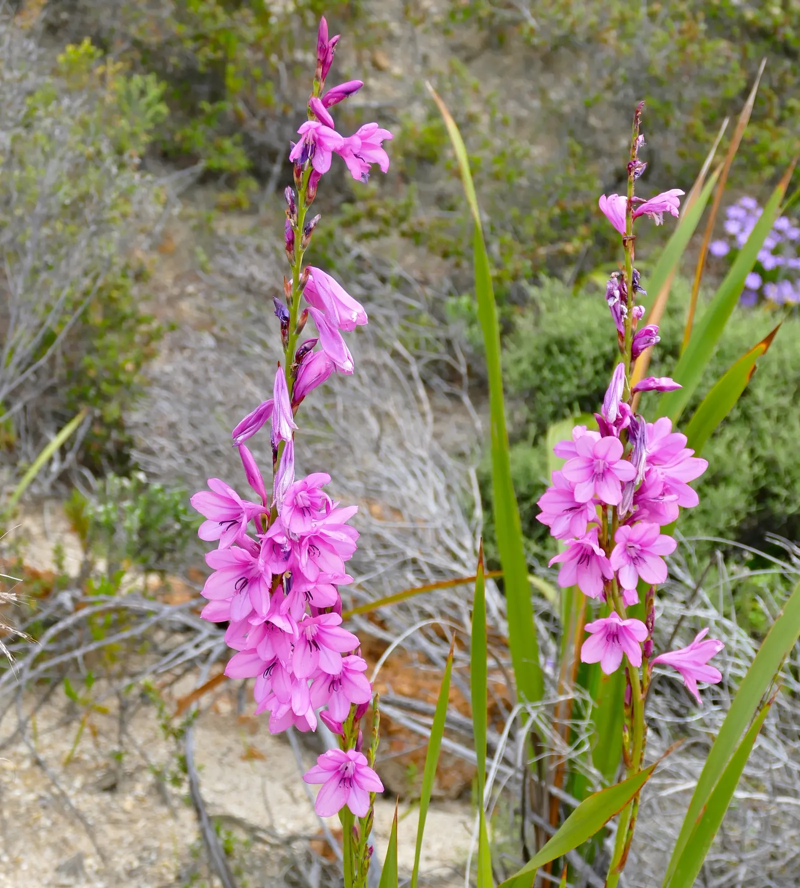 Pink Watsonia (Watsonia Strains Pink) — trumpet-shaped flowers in a soft pink hue atop slender stems reaching up to 4 feet tall