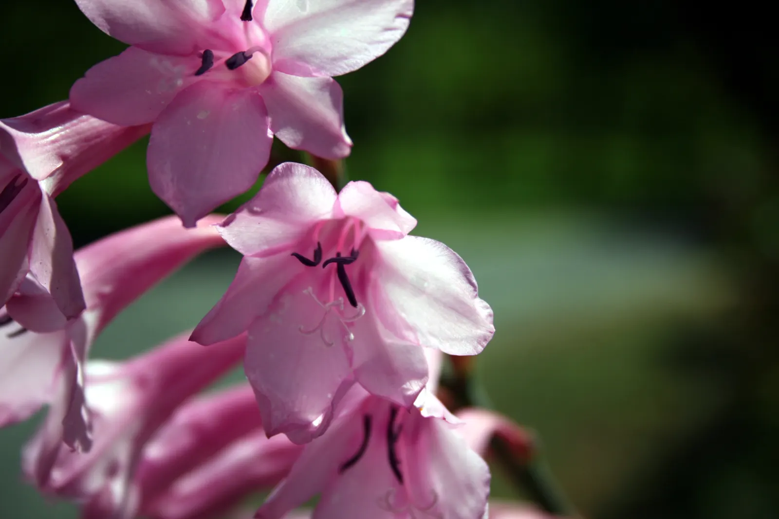 Pink Watsonia (Watsonia Strains Pink) — It's drought-tolerant once established, requiring moderate water