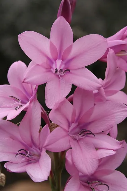 Pink Watsonia (Watsonia Strains Pink) — scientifically known as Watsonia straminea 'Pink'