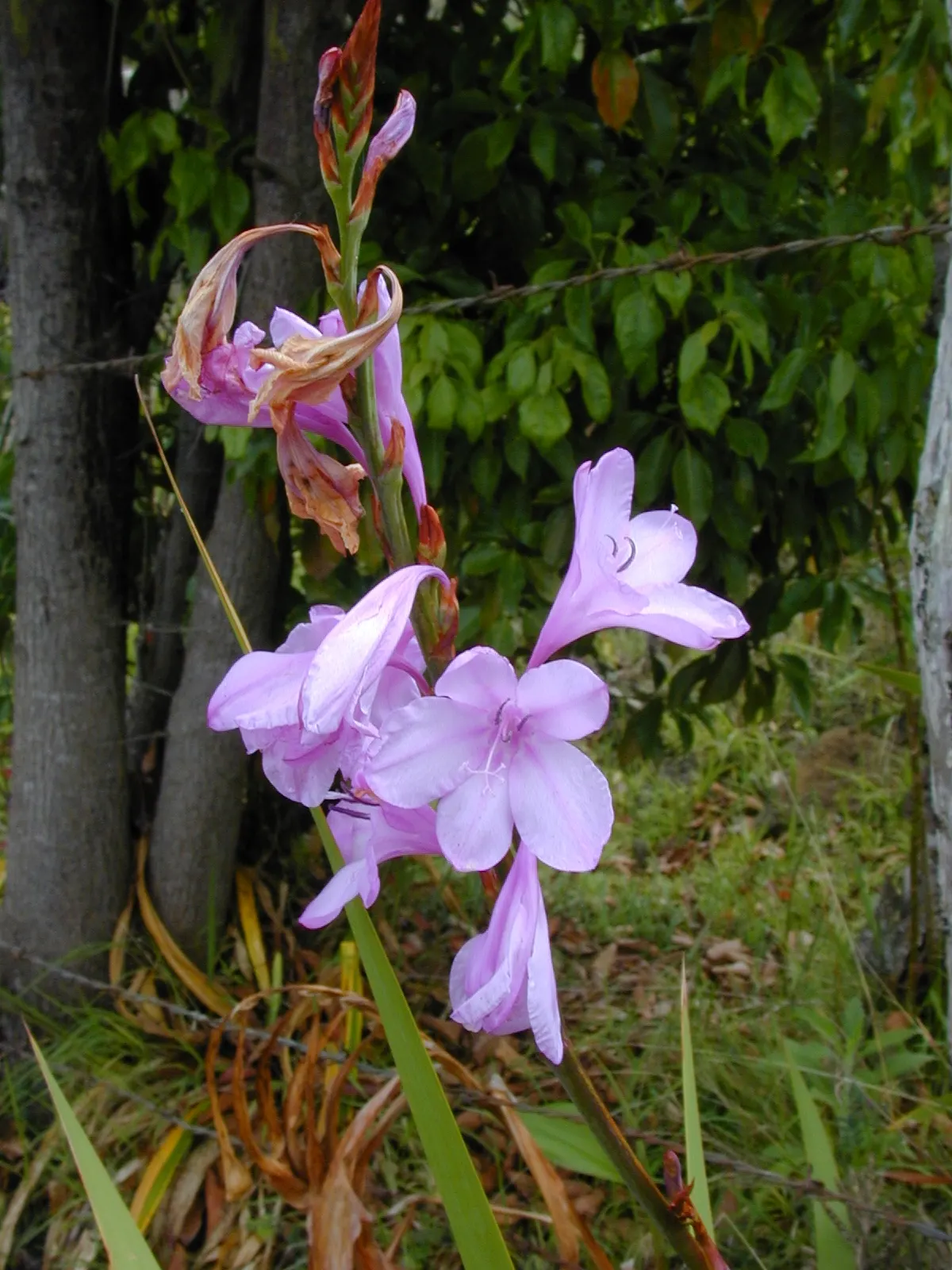 Pink Watsonia (Watsonia Strains Pink) — Plant in well-draining soil, spacing about 18 inches apart for optimal growth and air circulation