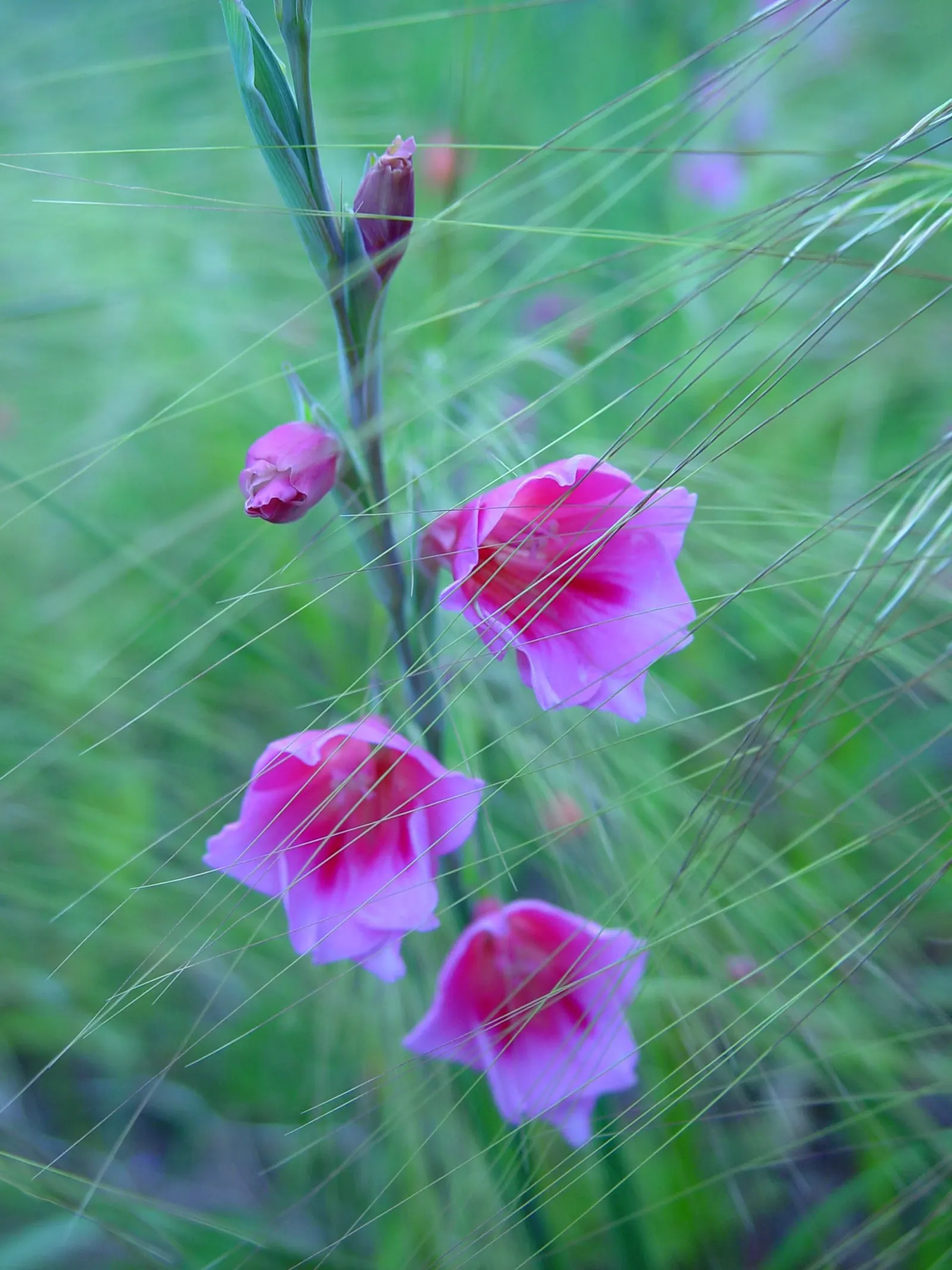 Pink Watsonia (Watsonia Strains Pink) — Blooms appear in spring to summer, creating vertical interest