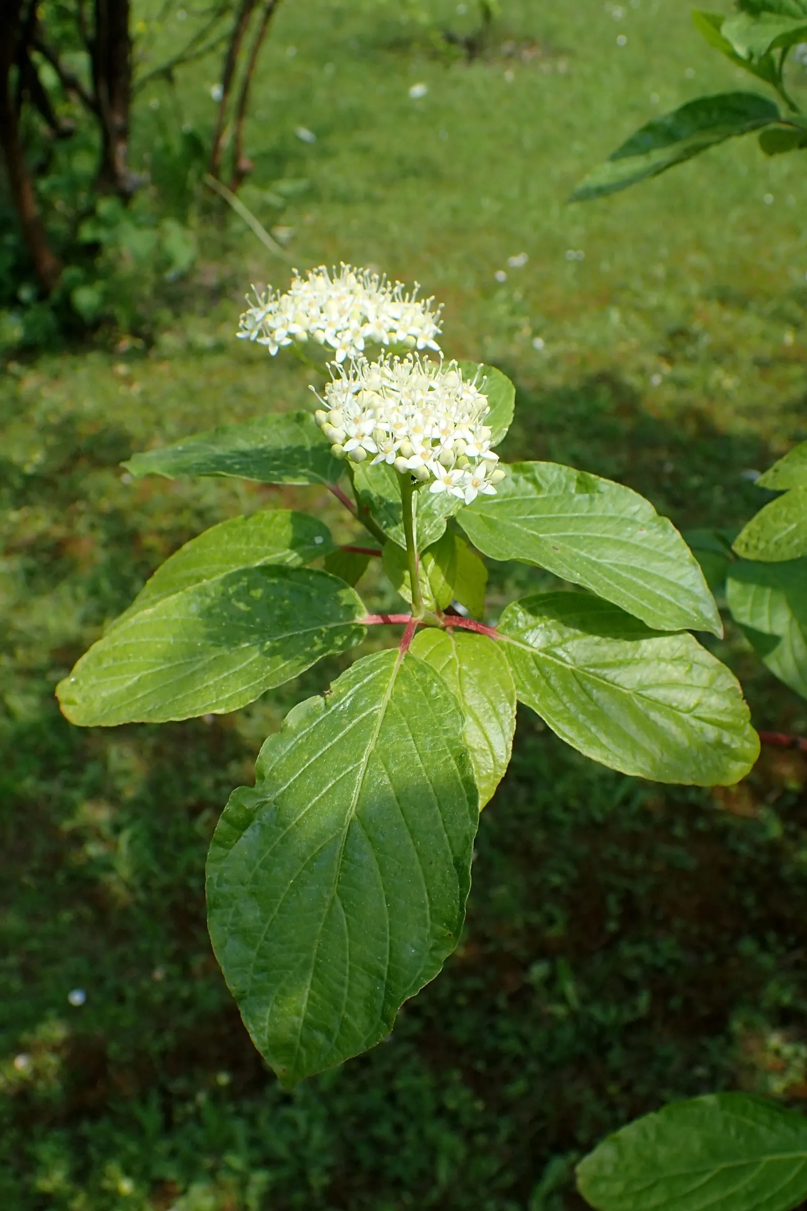 Brown Twig Dogwood (Cornus Glabrata) — It typically reaches 6-12 feet in height with a similar spread