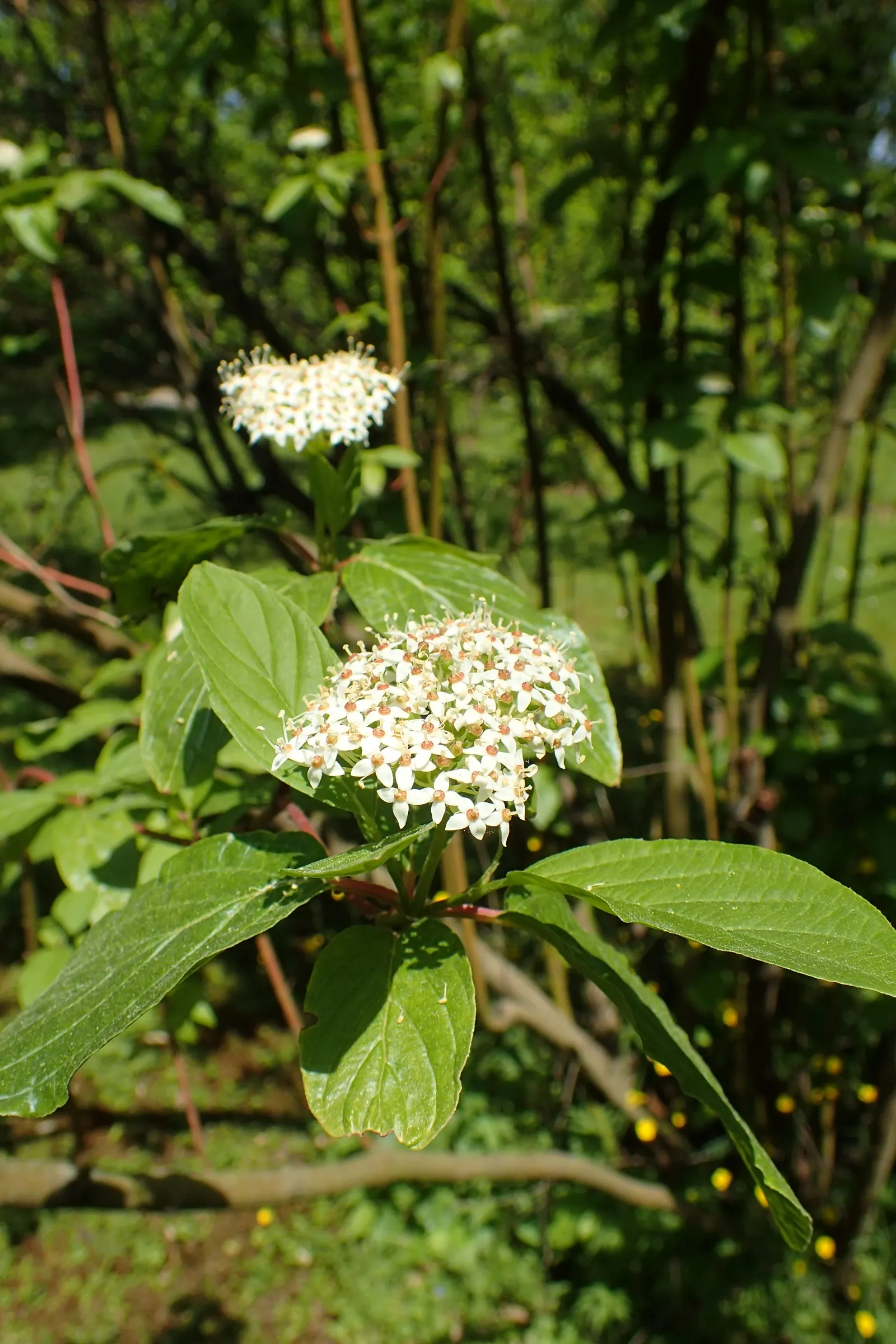 Brown Twig Dogwood (Cornus Glabrata) — The Brown Twig Dogwood (Cornus glabrata) is a North American native shrub prized for its dynamic presence
