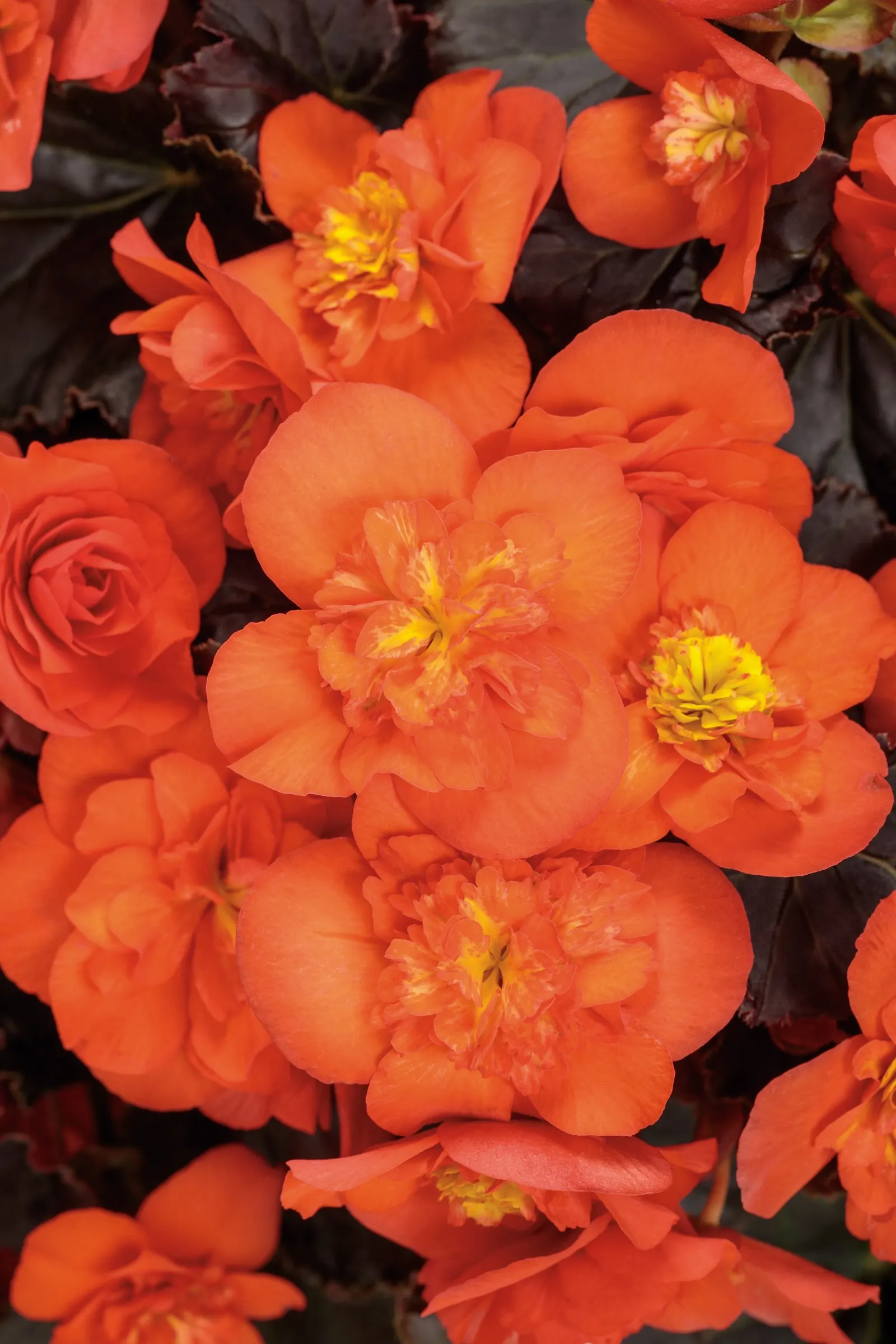 Chocolate Orange Rieger Begonia (Begonia x hiemalis) — Chocolate Orange Rieger Begonia grows 8-12 inches tall and wide