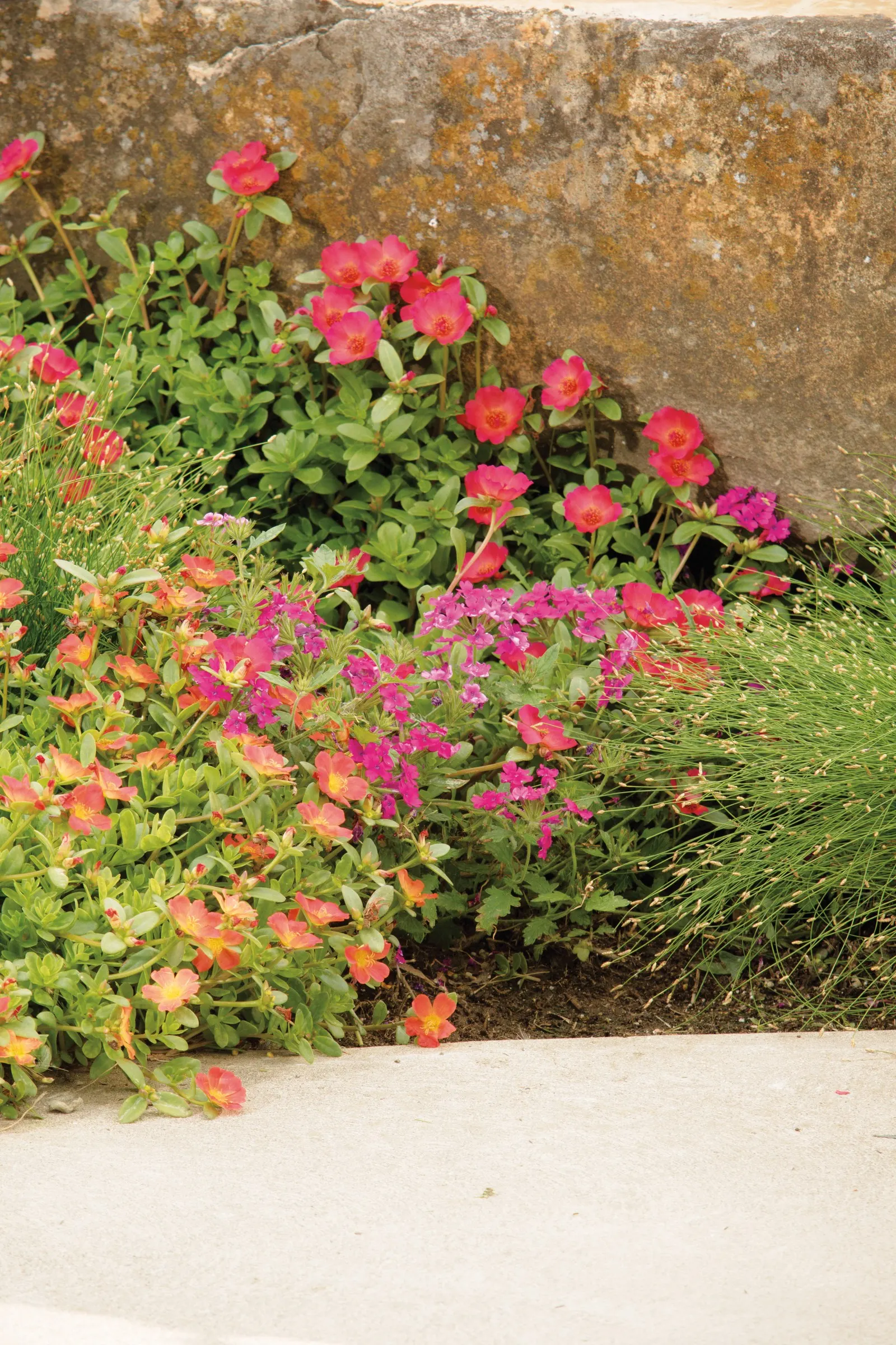 Pink Shades Verbena — They can tolerate dry soils and lower fertility