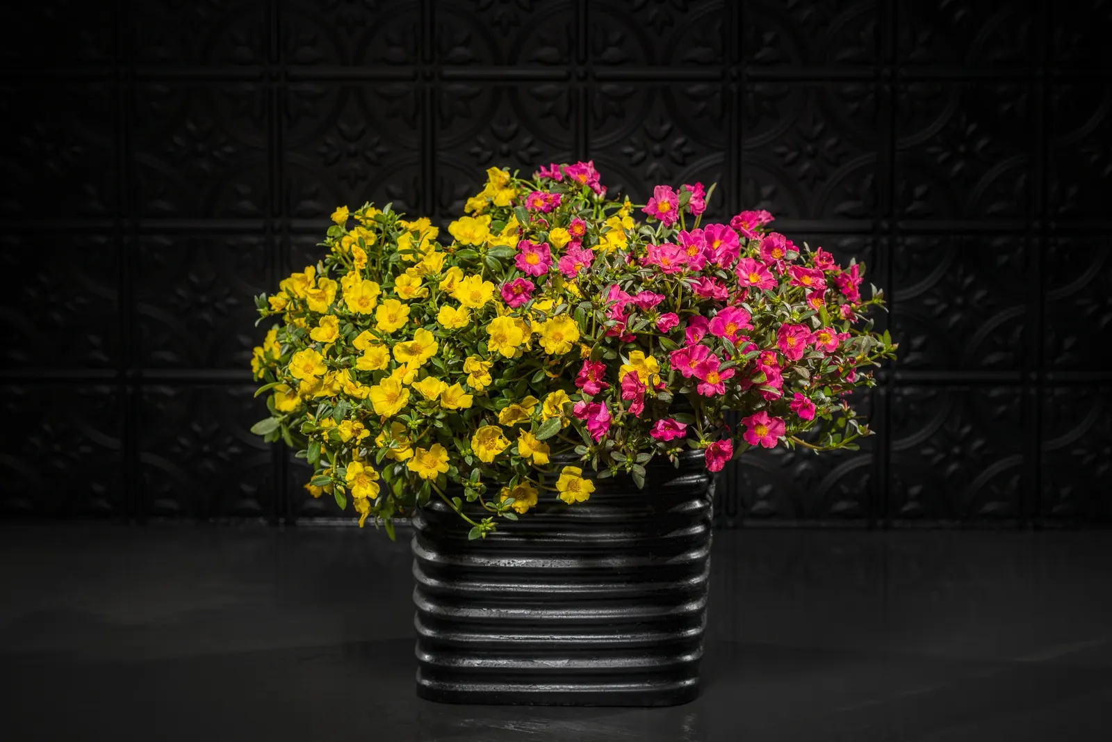 Yellow II Purslane (Portulaca umbraticola) — easy charm and the polished performance associated with the Proven Winners® collection