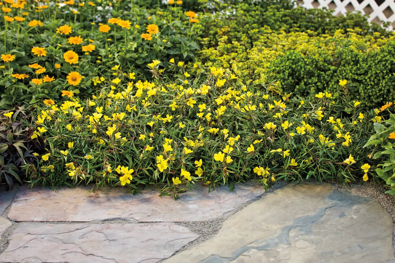 Yellow II Purslane (Portulaca umbraticola) — is a sun-loving annual with a bright