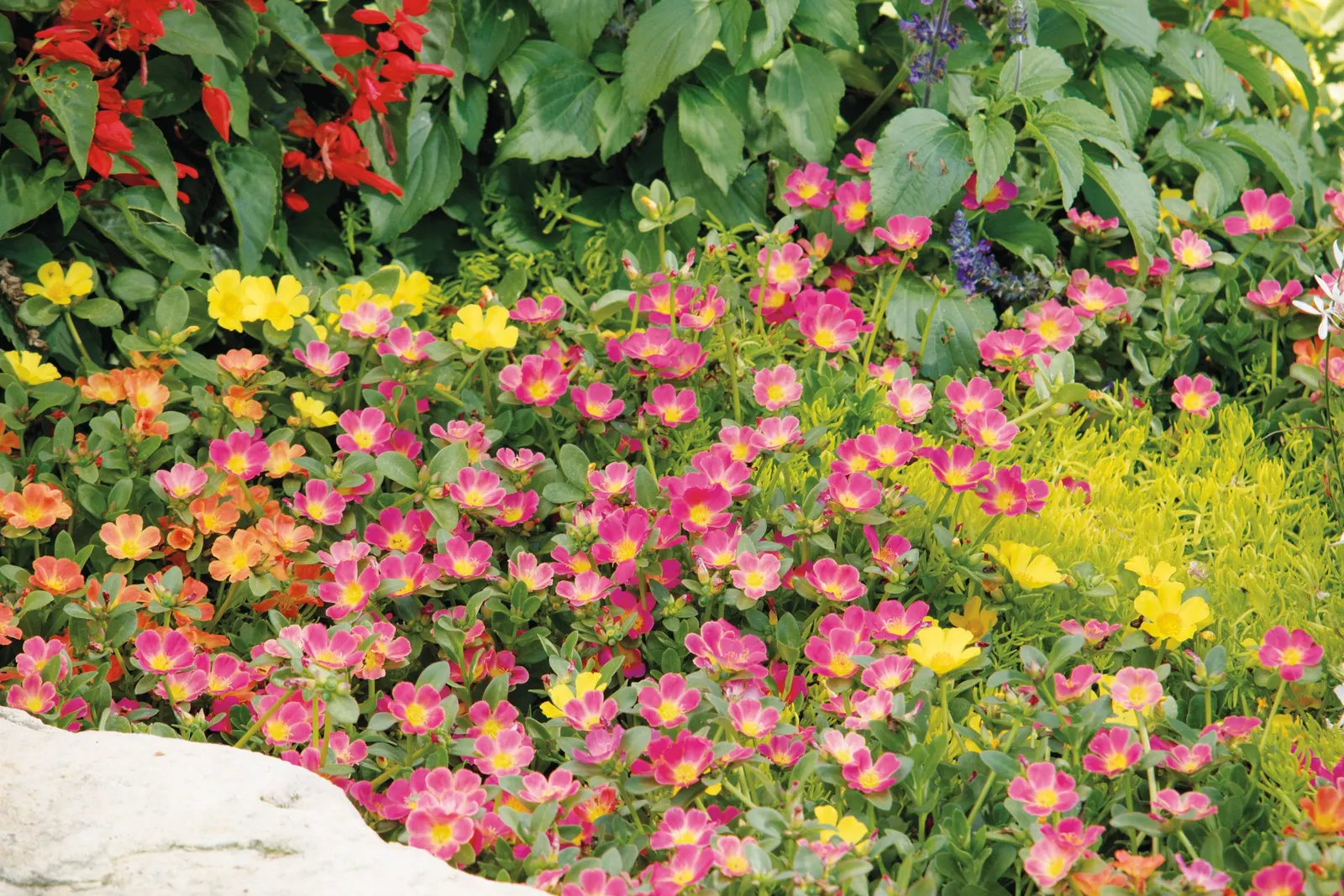 Pink Shades Verbena — trimming them back will encourage additional branching