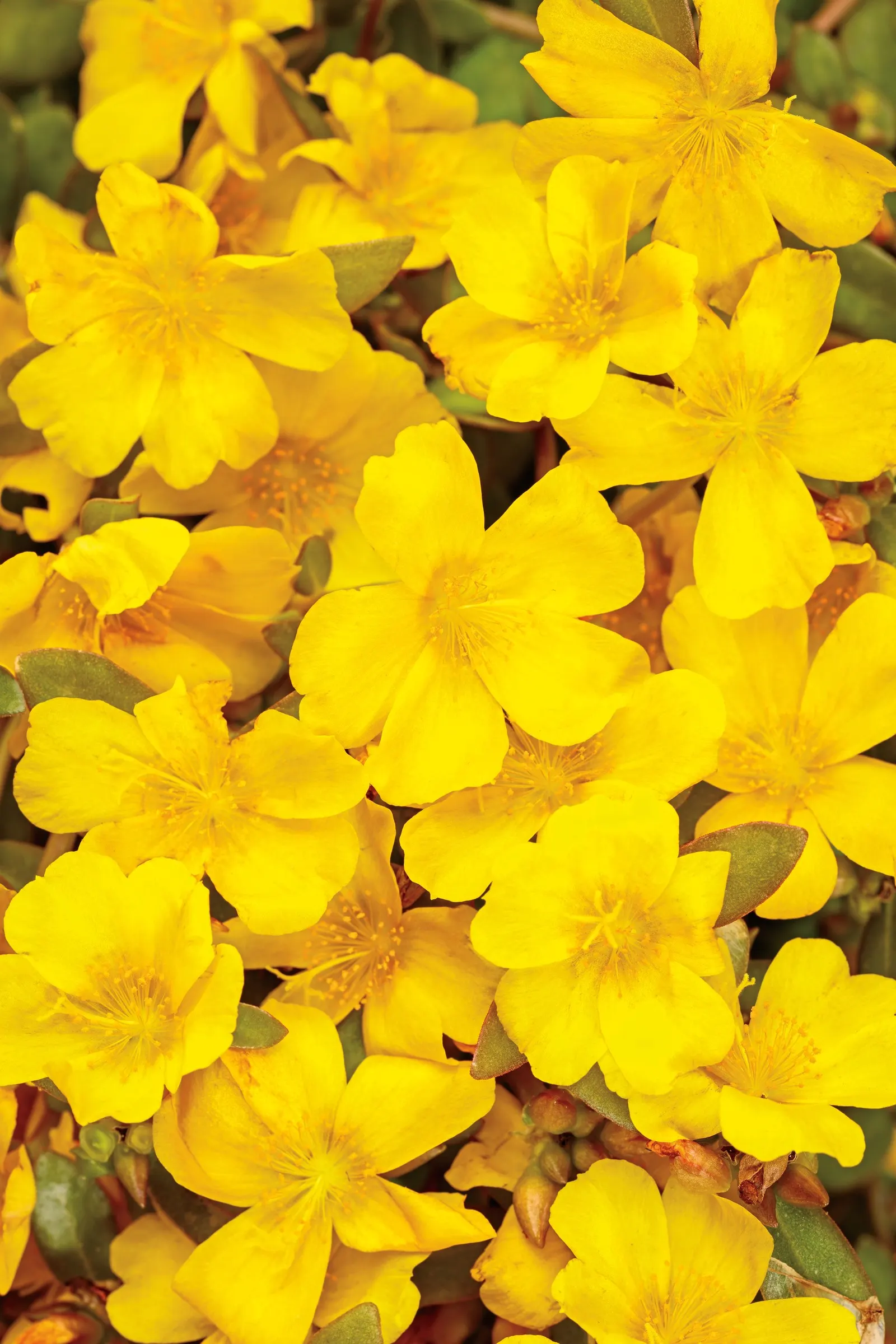 Yellow II Purslane (Portulaca umbraticola) — It grows 4-8 inches tall and spreads 12-16 inches, flowering from planting to frost