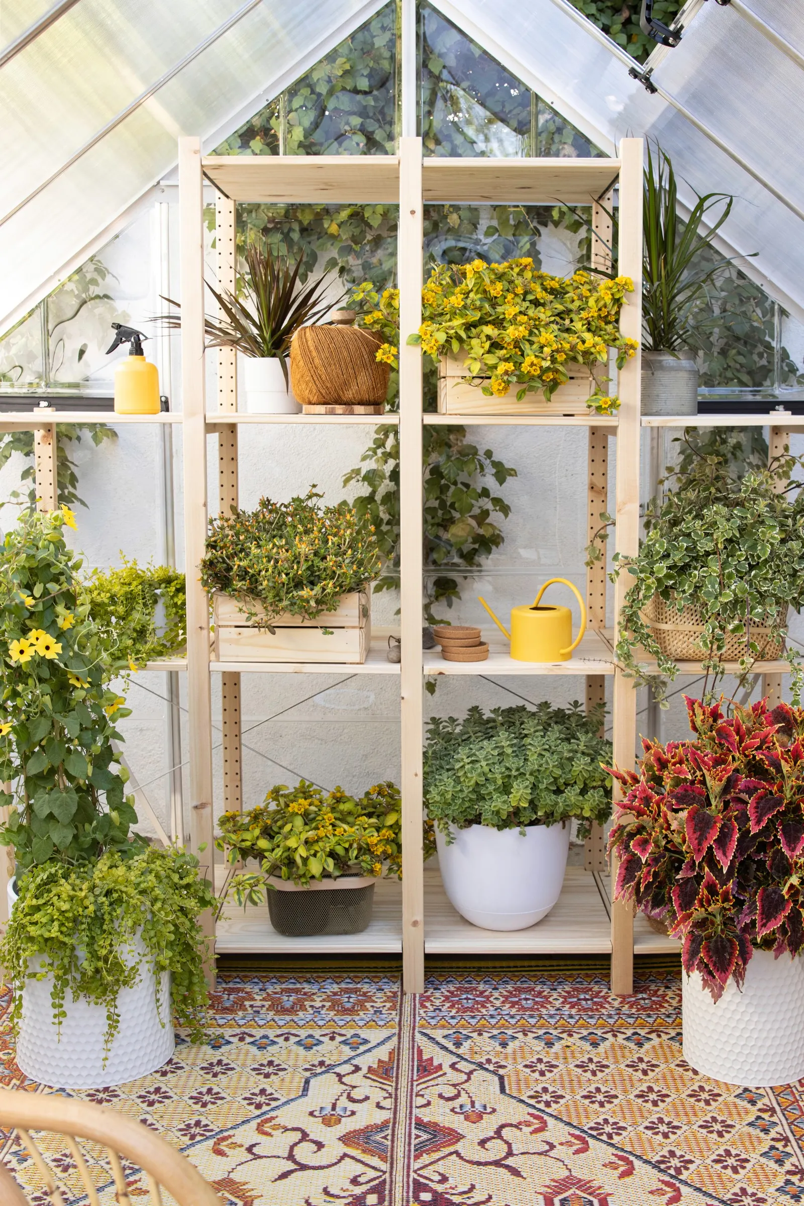 Yellow II Purslane (Portulaca umbraticola) — making it especially useful where low