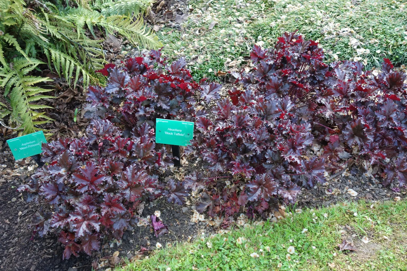 Black Taffeta Alum Root (Heuchera 'Black Taffeta') — The Heuchera 'Black Taffeta' offers luxurious, silky black foliage that gives depth to landscape designs