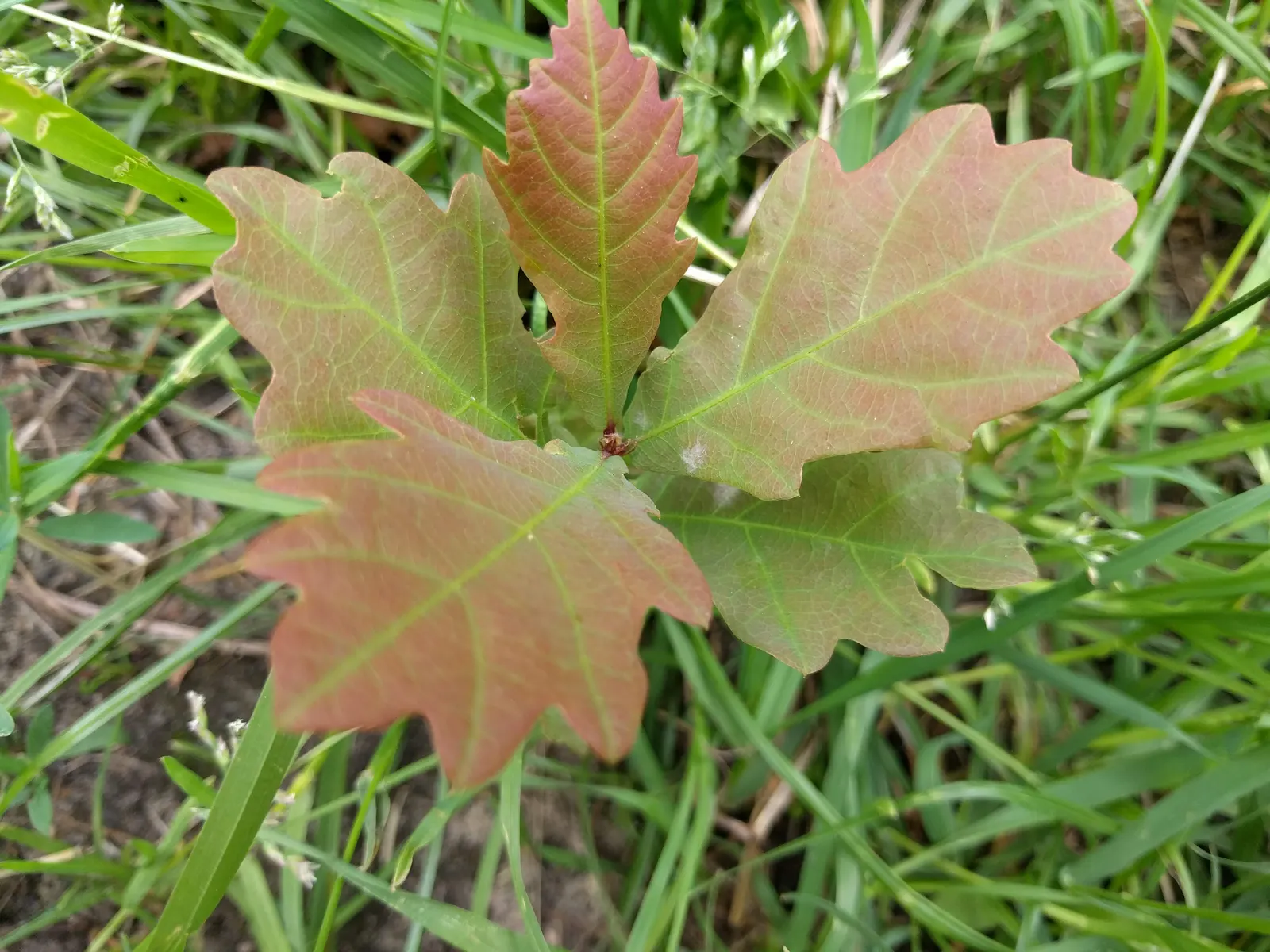 English Oak (Quercus Robur) — is a majestic deciduous tree renowned for its robust growth