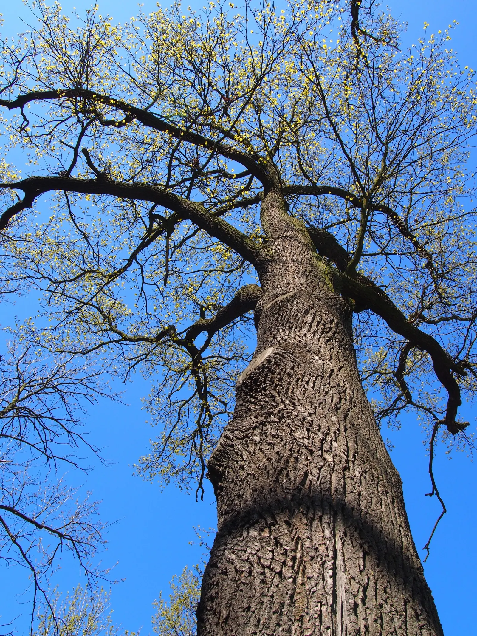 English Oak (Quercus Robur) — deeply entrenched in history and folklore; prized for its grandeur and longevity