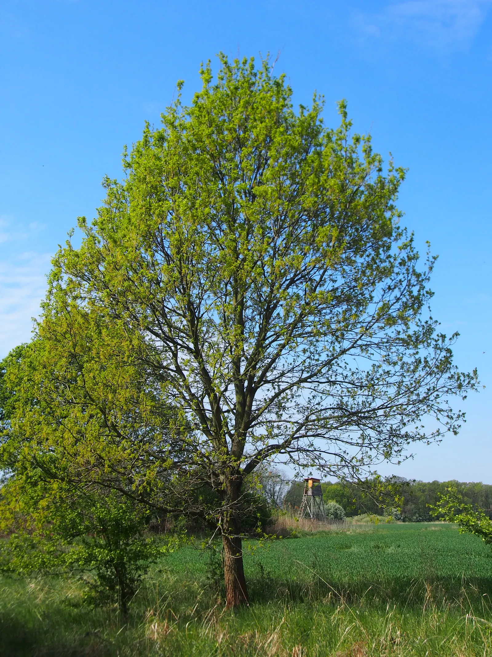 English Oak (Quercus Robur) — reaching up to 80 feet tall with a 65-foot spread