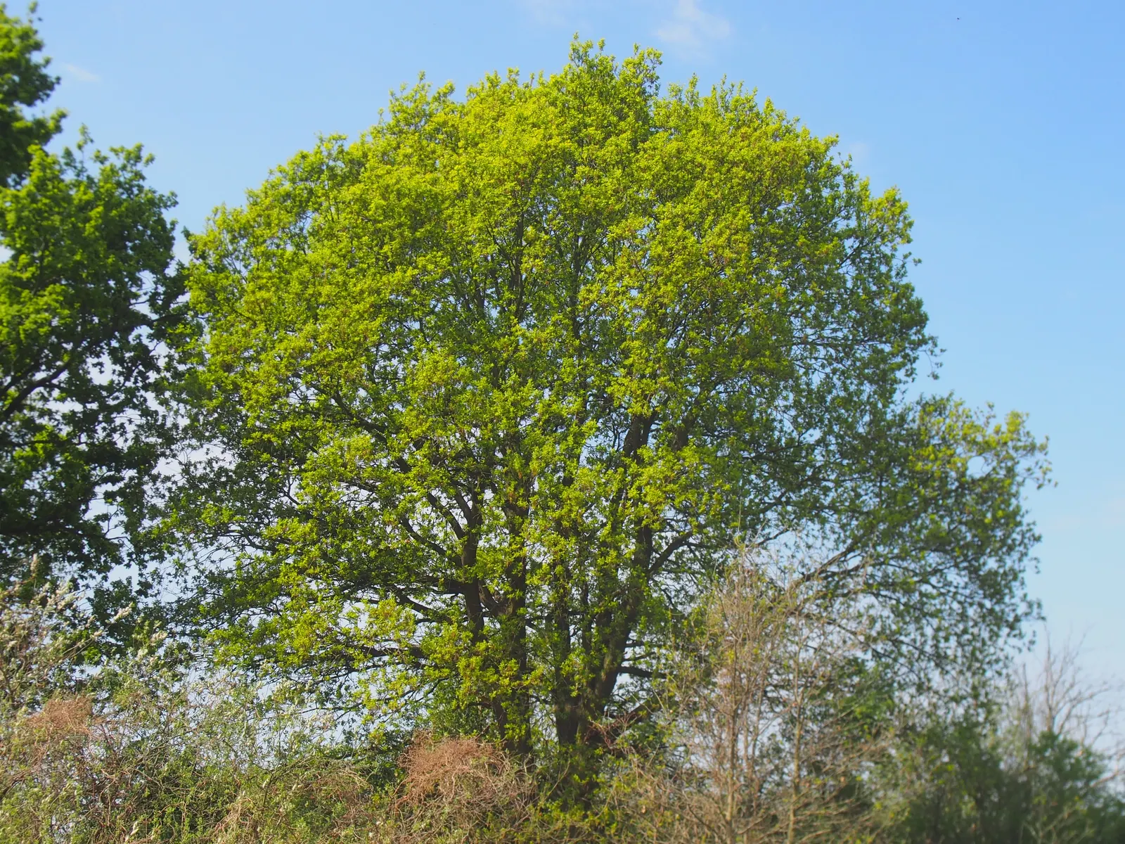English Oak (Quercus Robur) — is a majestic and resilient deciduous tree; with a hearty zone range of 5 to 8, it's long-lived and supports wildlife