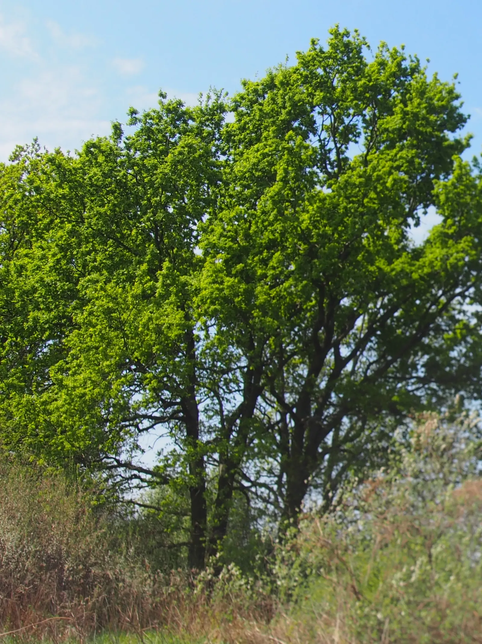 English Oak (Quercus Robur) — reaching up to 80 feet tall with a 65-foot spread; it is an emblem of strength and endurance
