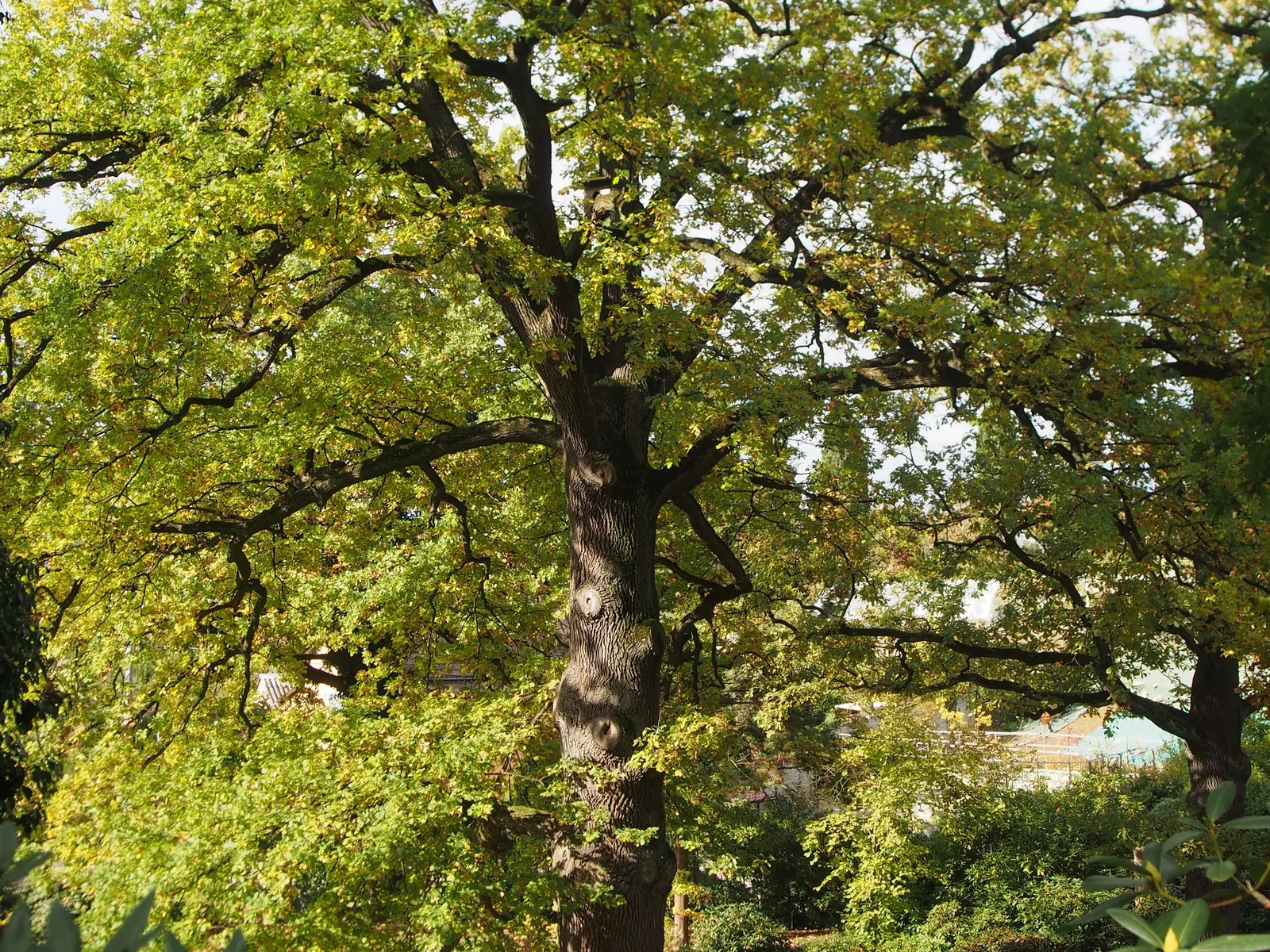 English Oak (Quercus Robur) — advancing at a rate of 13 to 24 inches per year
