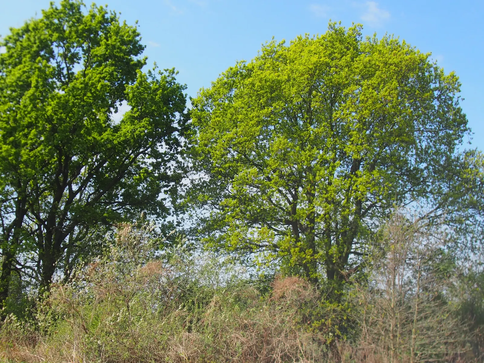English Oak (Quercus Robur) — This oak is drought-resistant once established and requires minimal maintenance