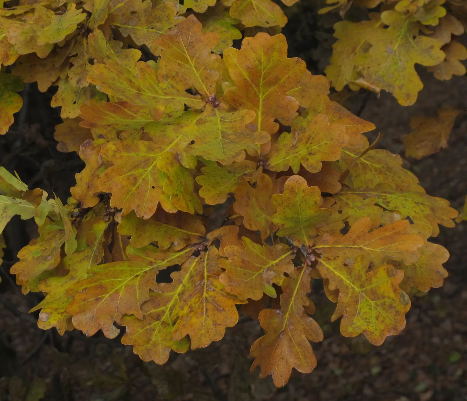 English Oak (Quercus Robur) — It flourishes in full sun with well-drained soil