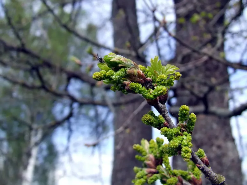 English Oak (Quercus Robur) — This oak is drought-resistant once established and requires minimal maintenance; it is tolerant of various soil types